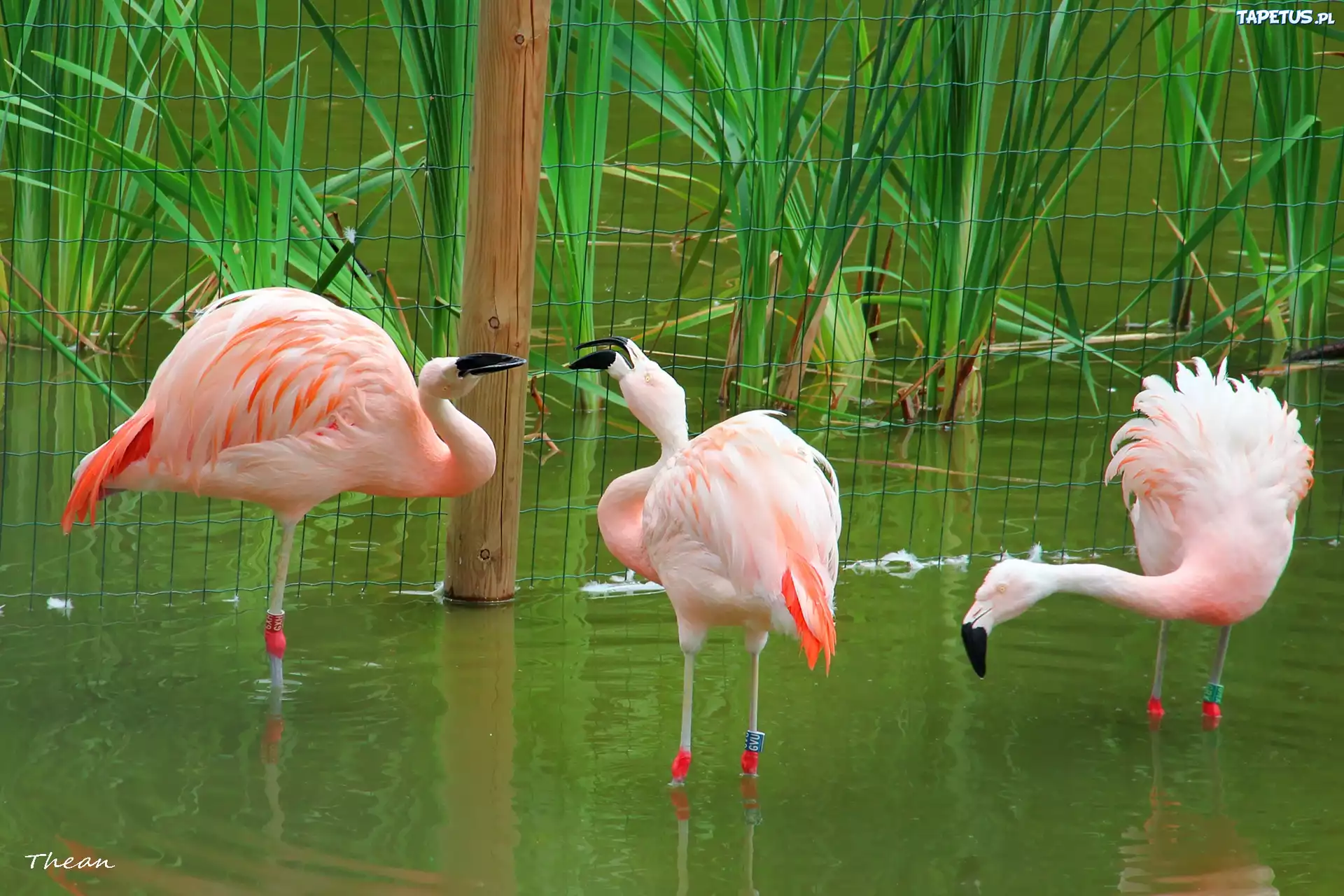 Trzy, Flamingi