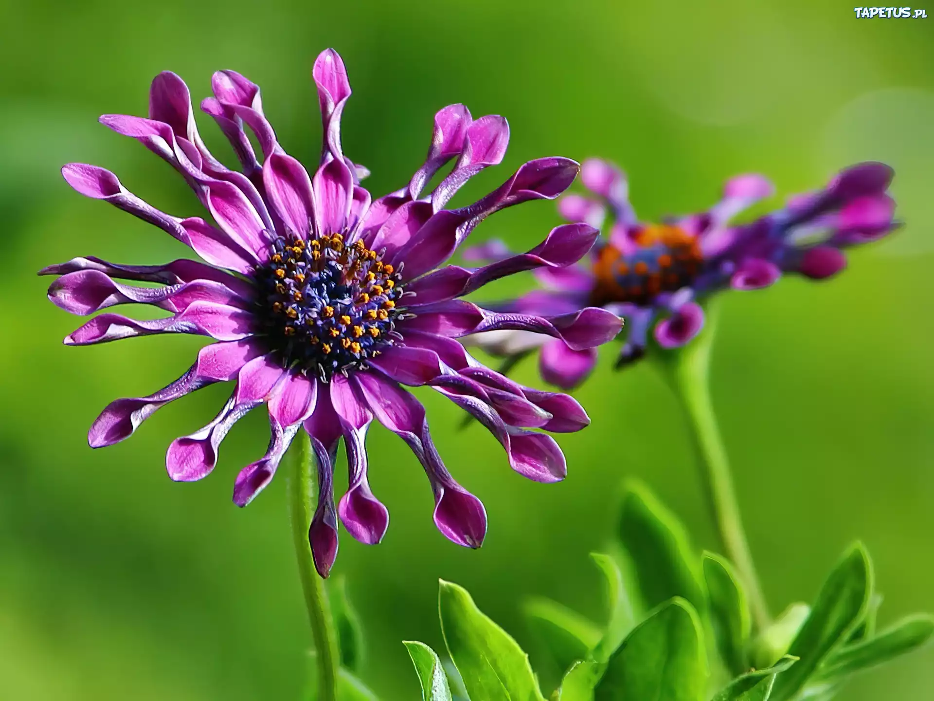 Purpurowy, Kwiat