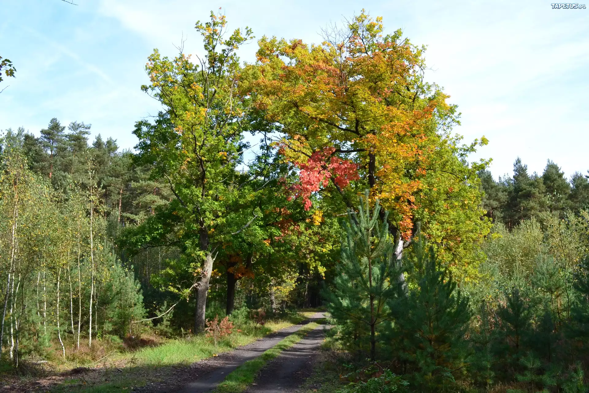 Leśna, Droga, Kolorowe, Jesienne, Dęby