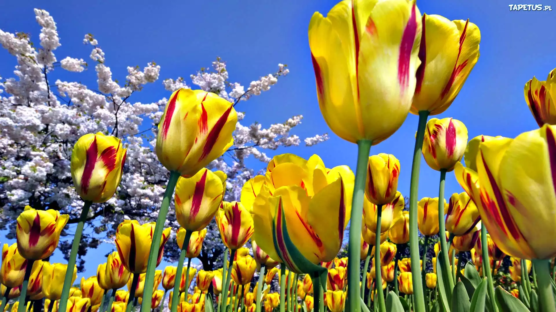 Tulipany, Makro