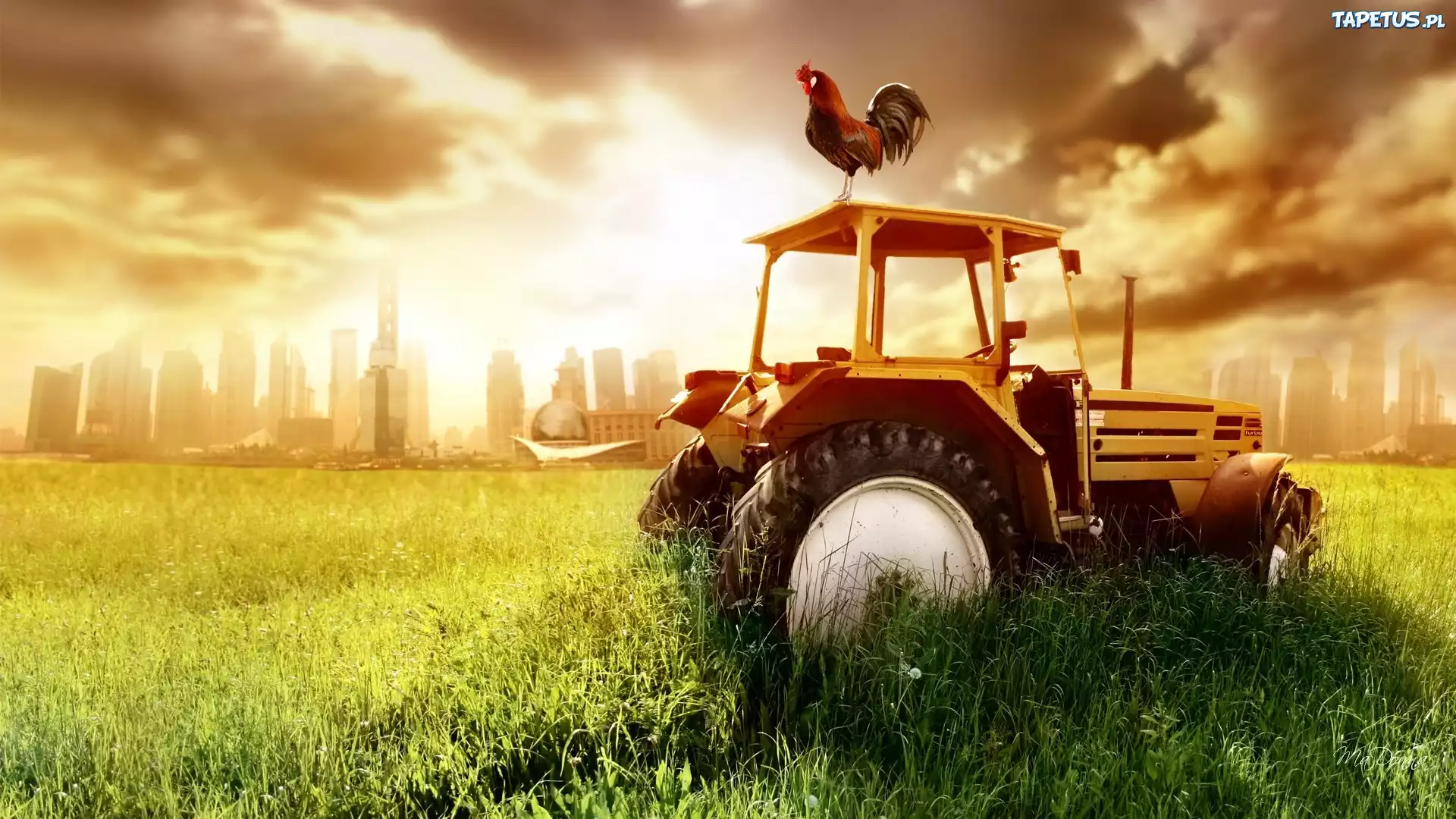 Zachód, Słońca, Traktor, Kogut