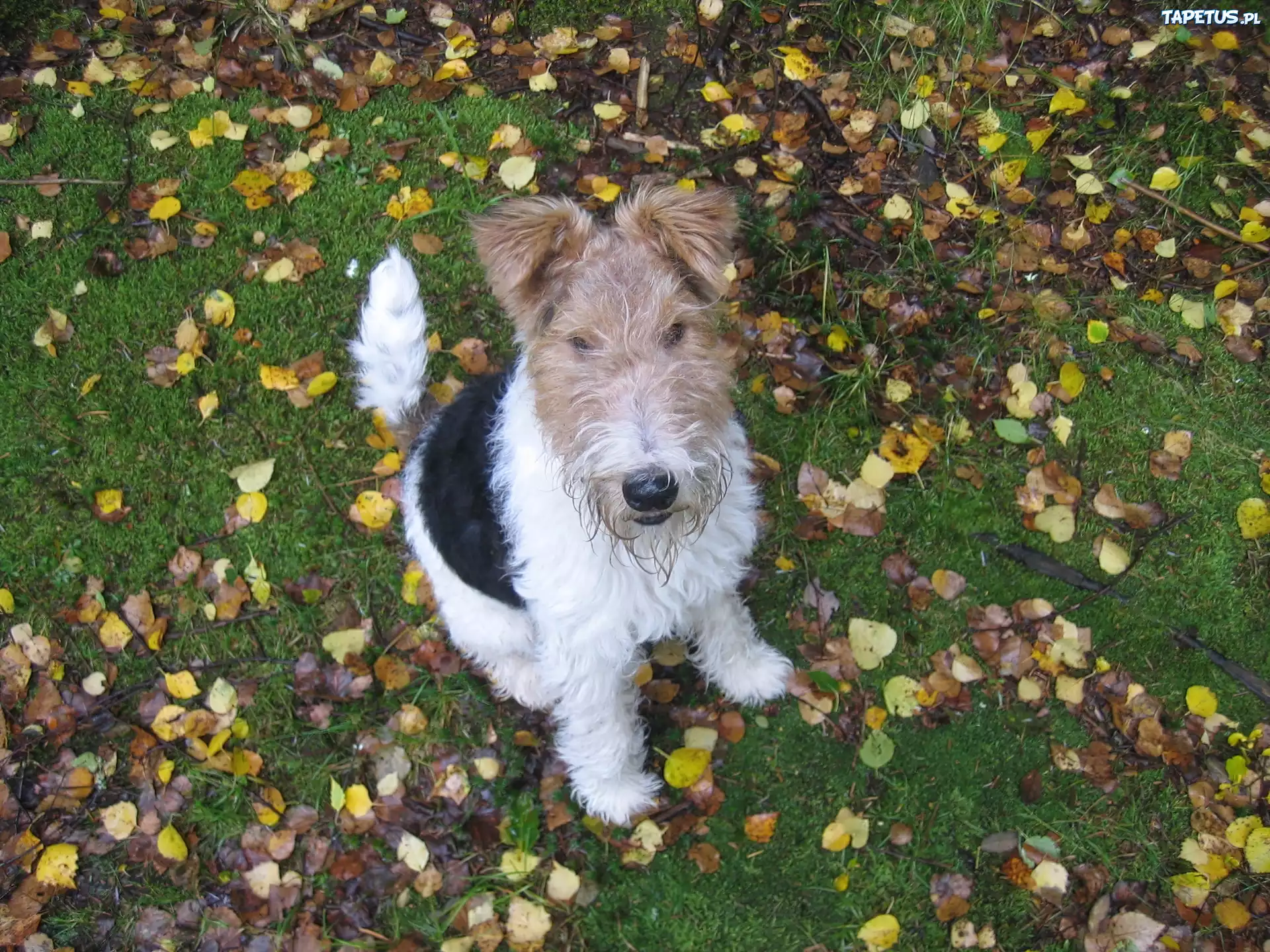Lakeland Terrier, Liście, Trawa