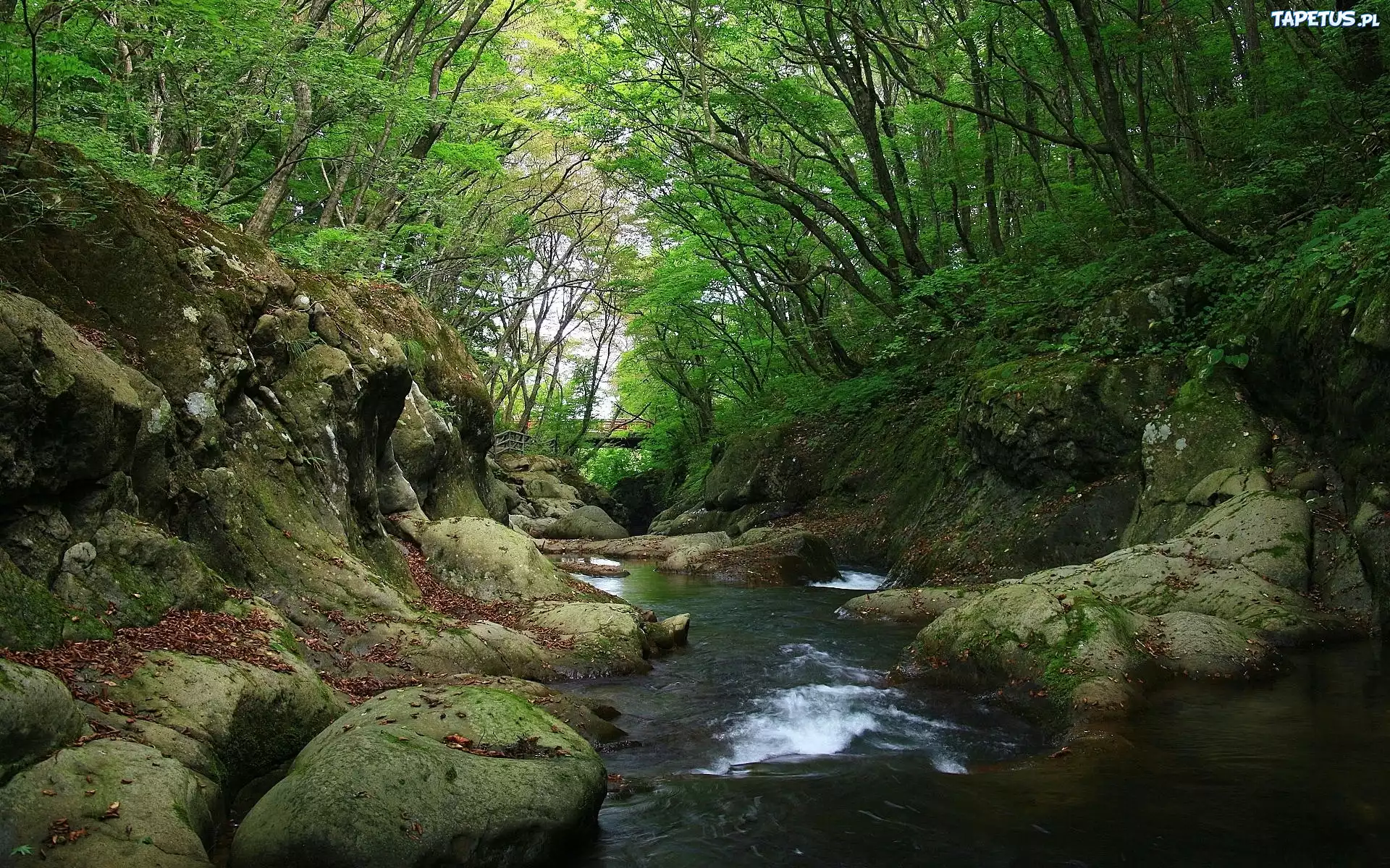 Rzeka, Kamienie, Las