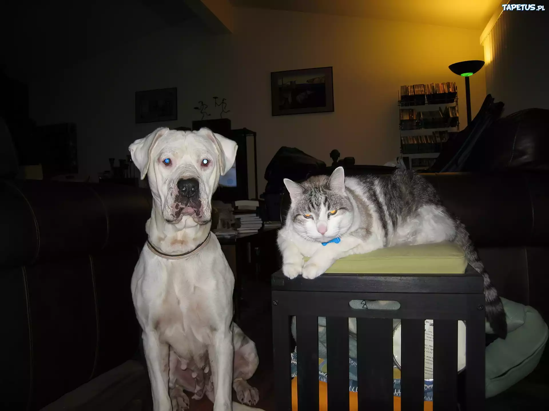Kotek, Amstaff