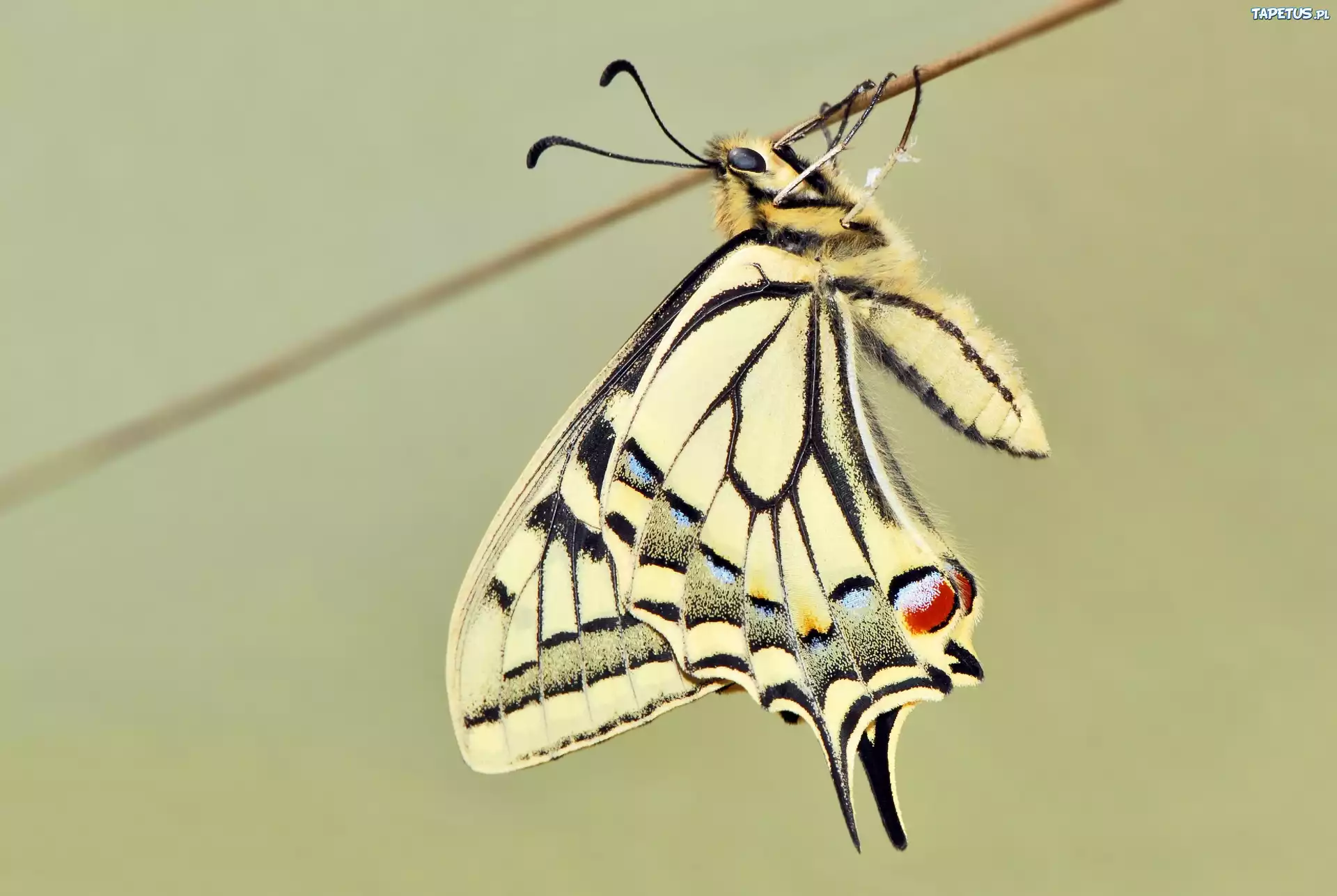 Motyl