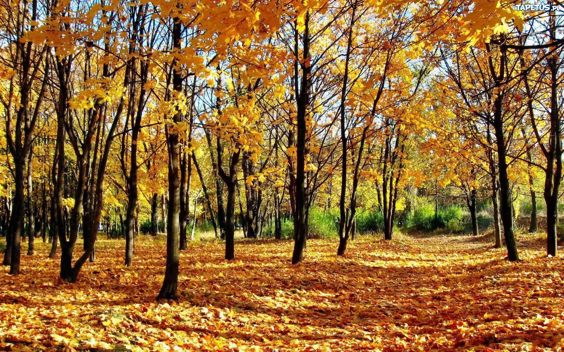 Park, Drzewa, Liście, Jesień