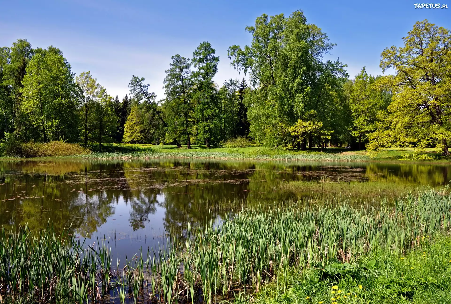 Park, Staw, Drzewa, Zieleń