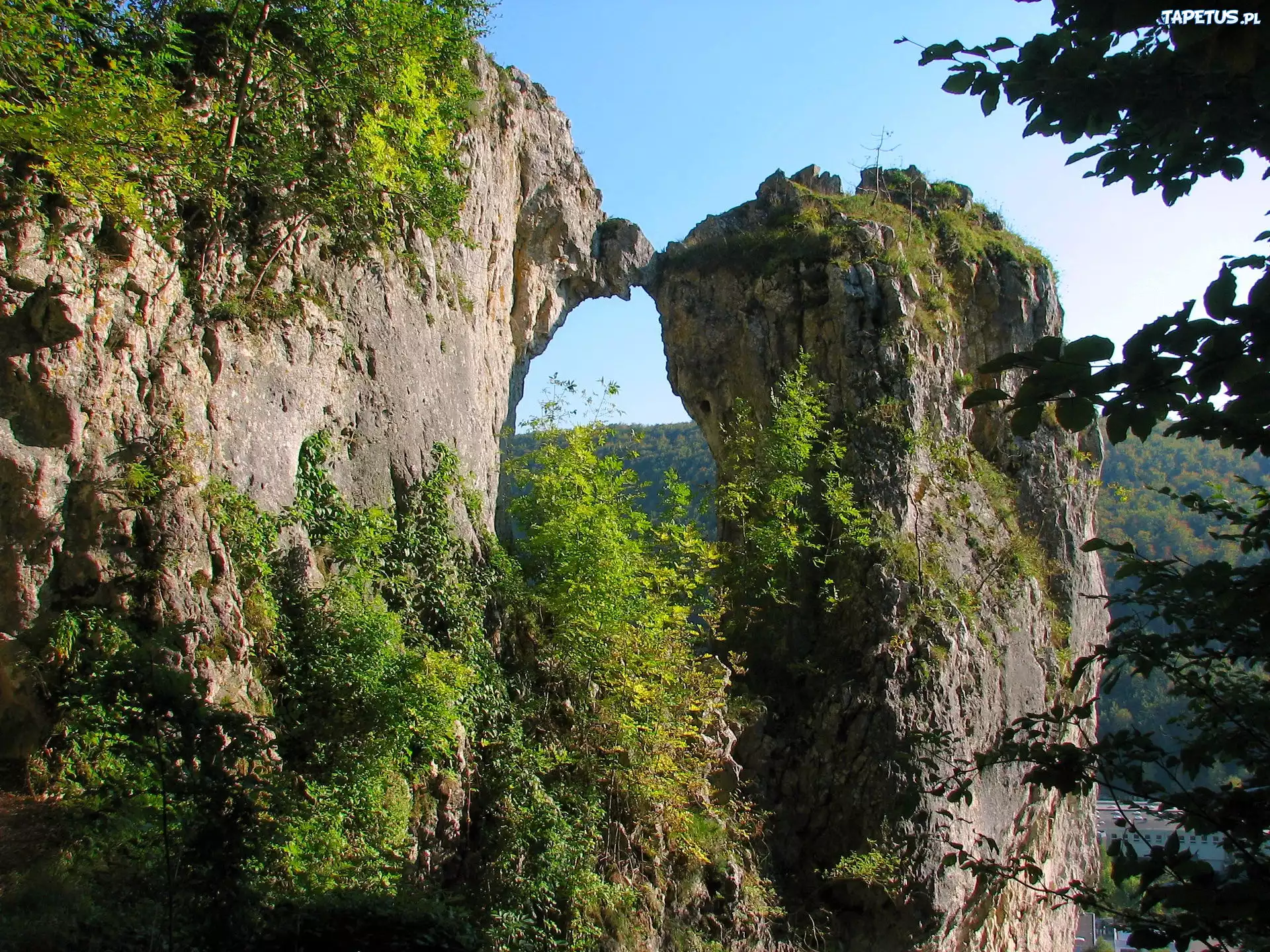 Drzewa, Skała