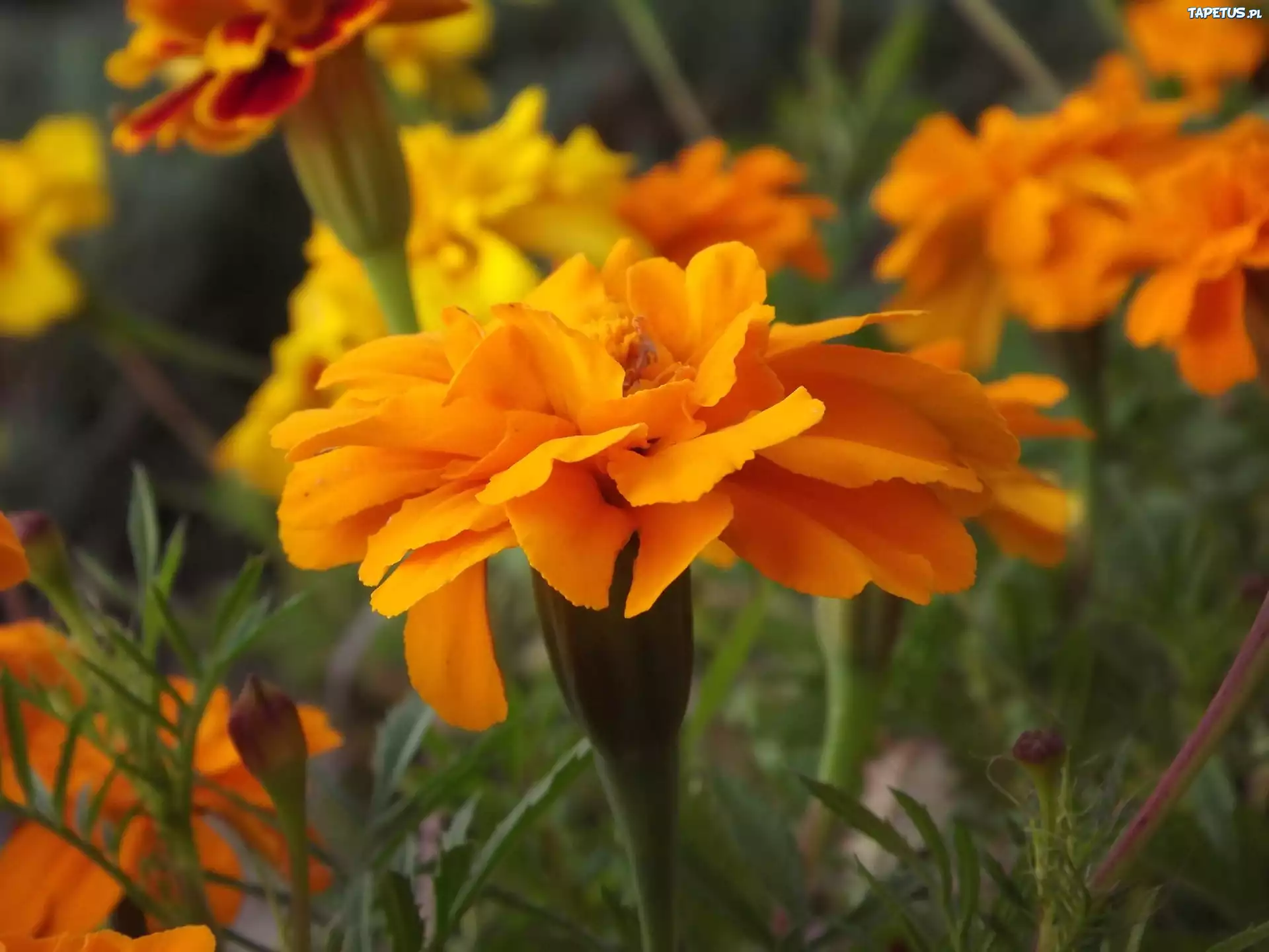 природа оранжевые цветы Бархатцы загрузить