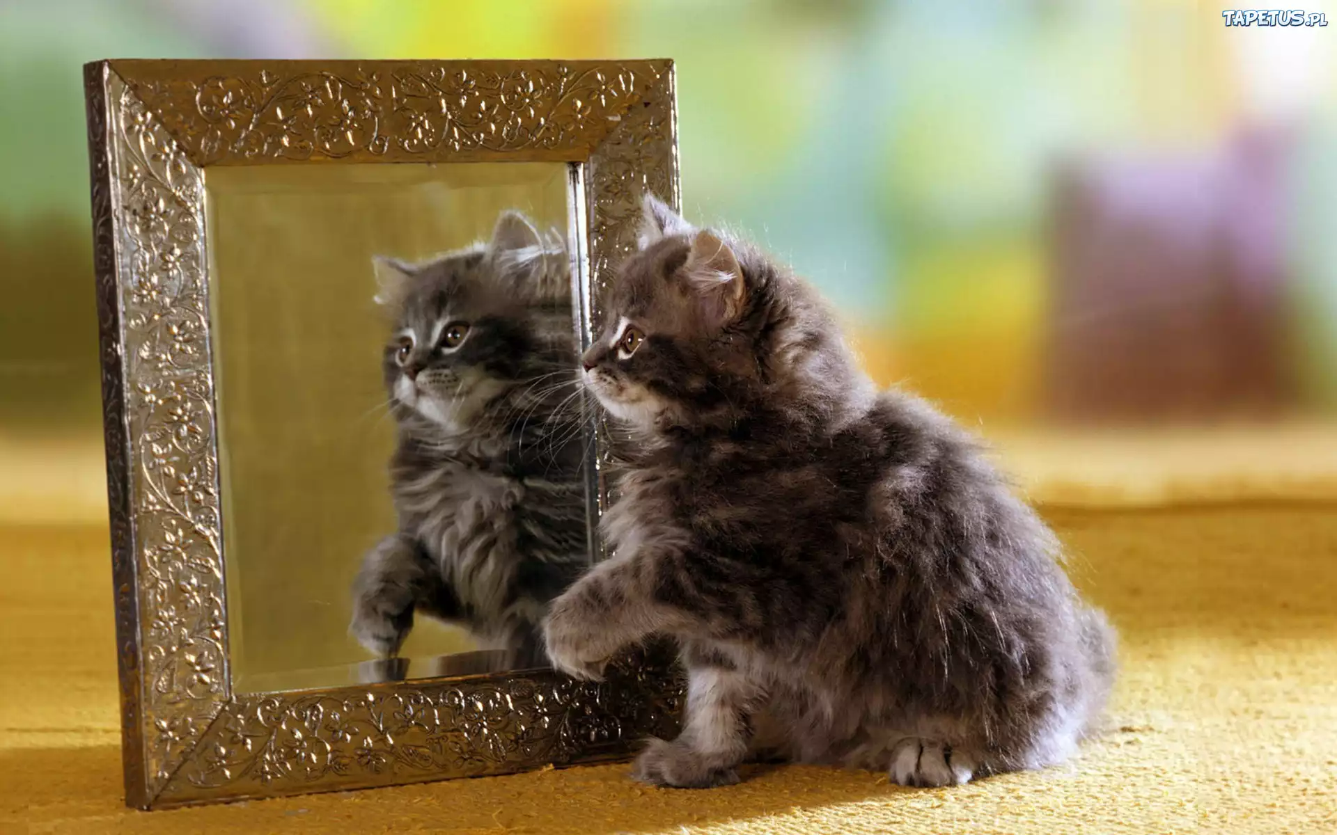 Кот с зеркалом без смс