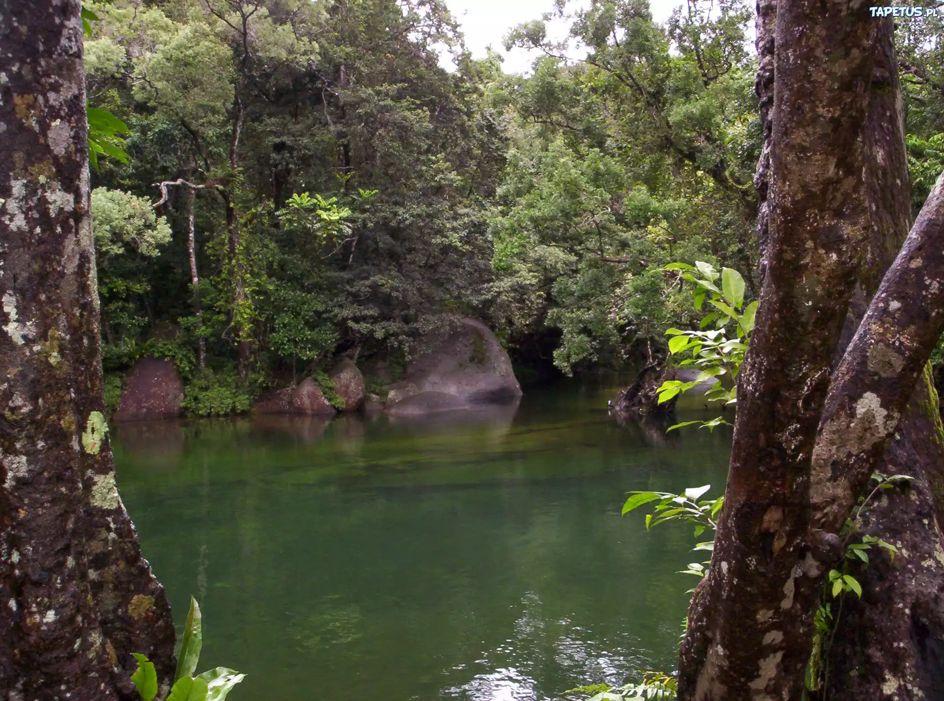 Rzeka, Drzewa, Kamienie, Babinda, Australia