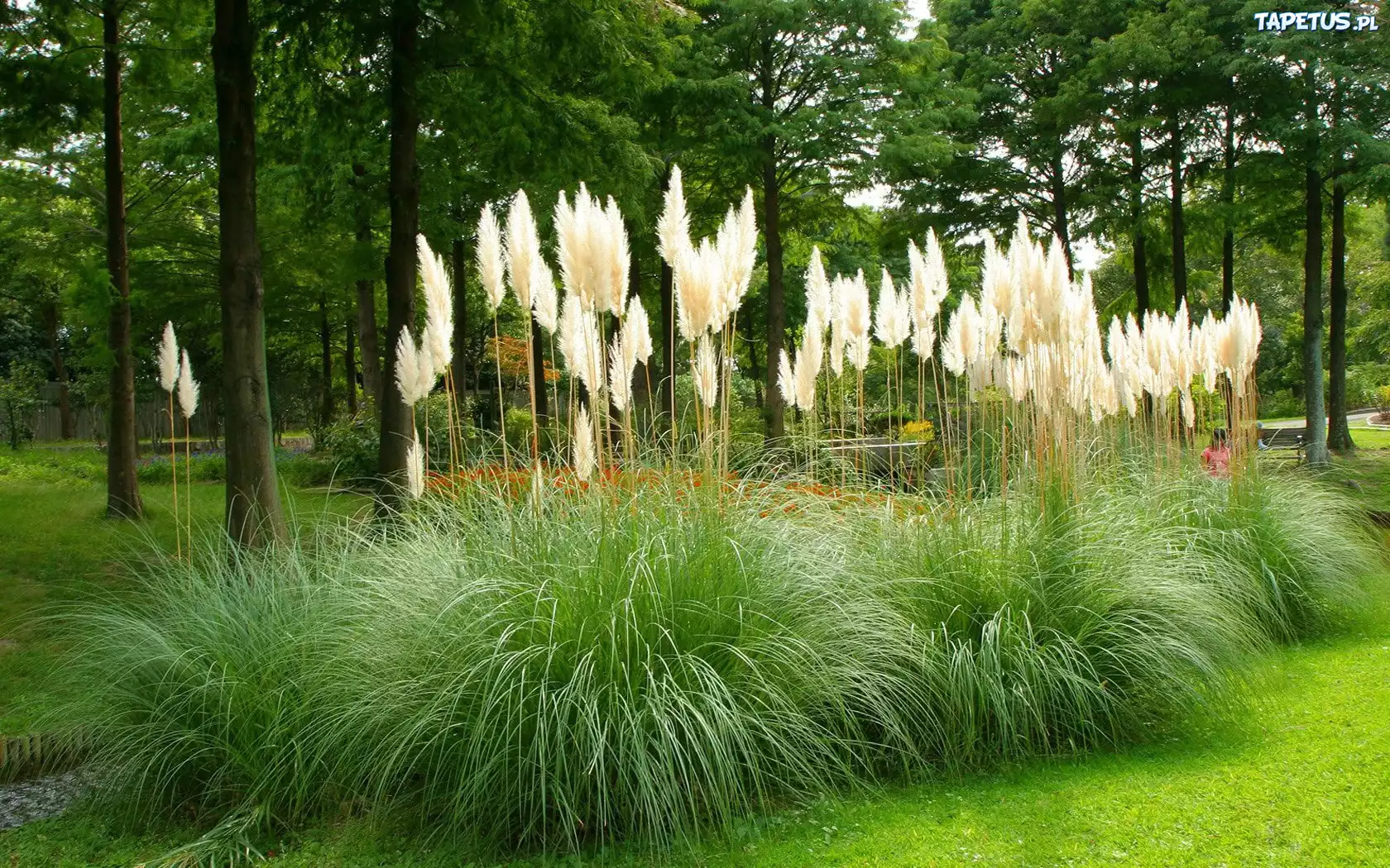 Park, Drzewa, Trawy