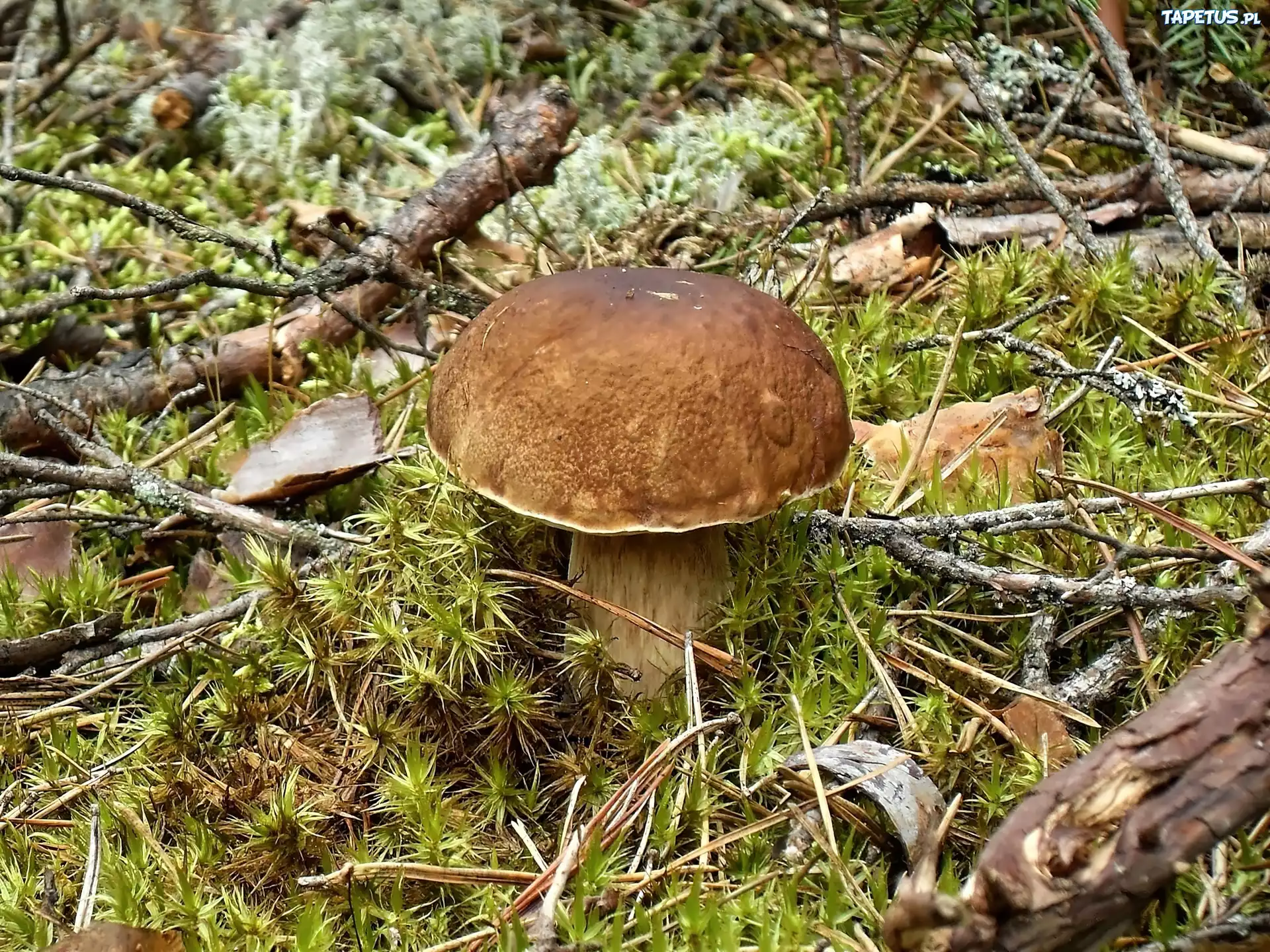 Kociewie, Las, Grzyby, Prawdziwek, Borowik