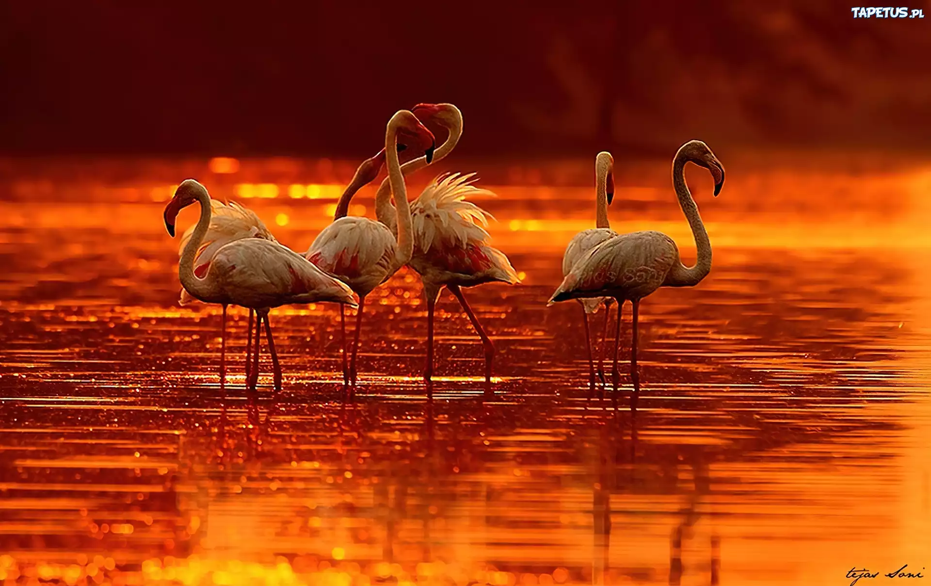 Flamingi, Zachód, Słońca