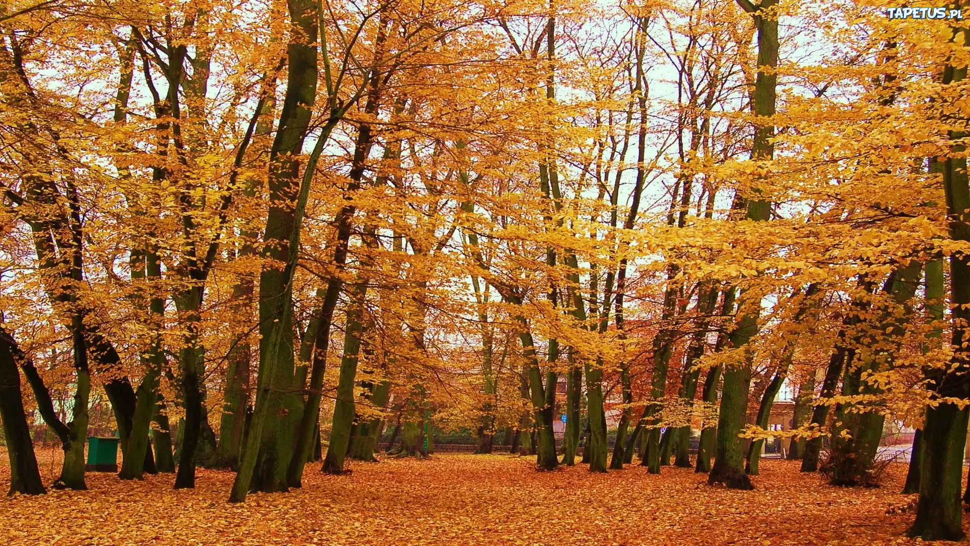 Jesień, Drzewa, Park