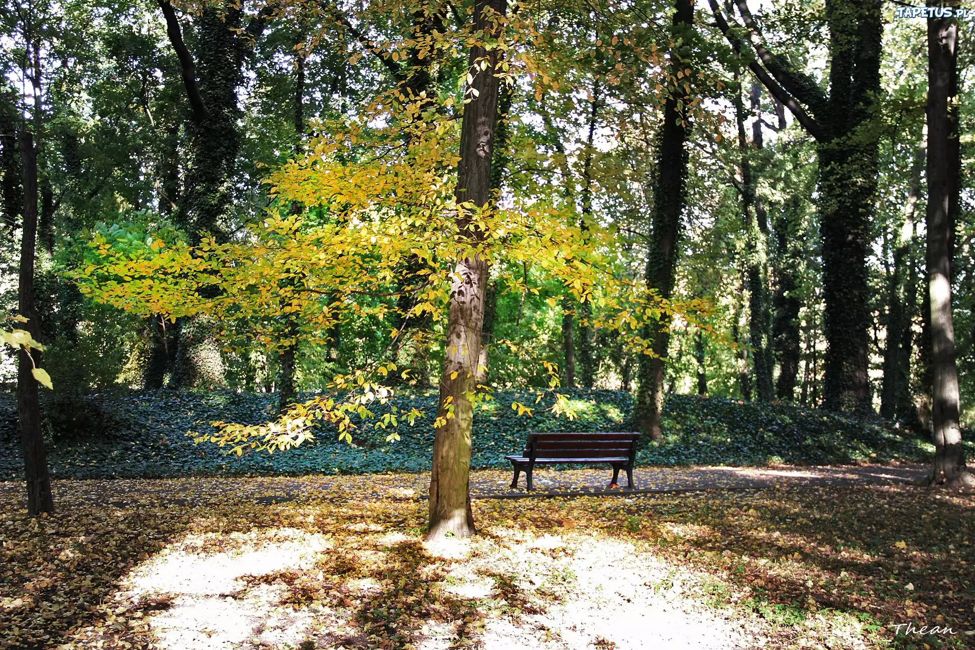 Jesienny, Park, Ławka