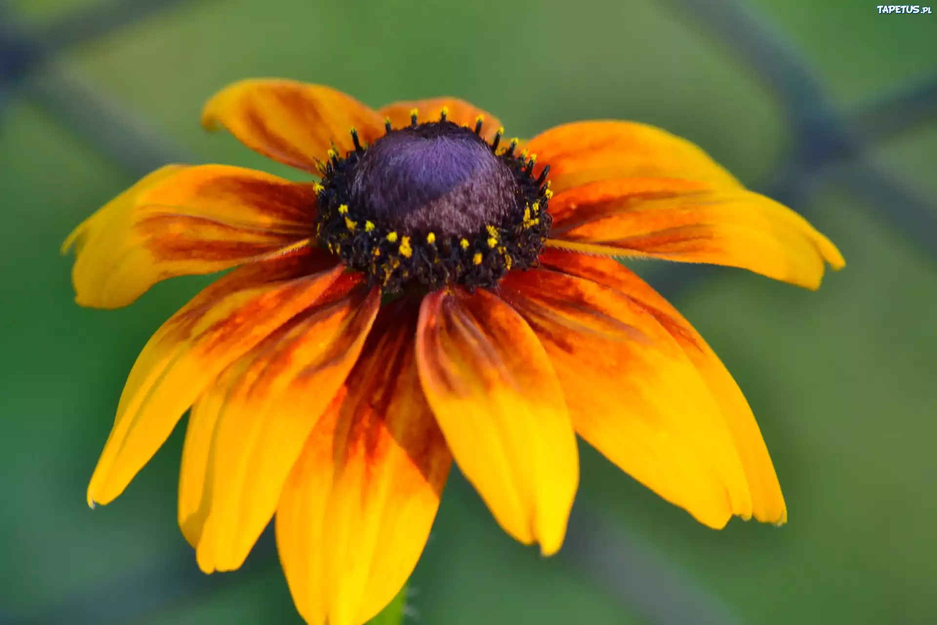 Rudbekia, Pomarańczowa