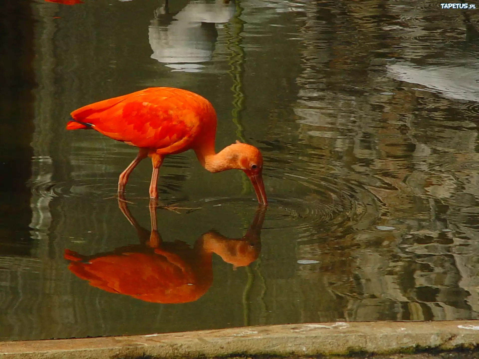 Ibis, Czerwony, Woda, Odbicie