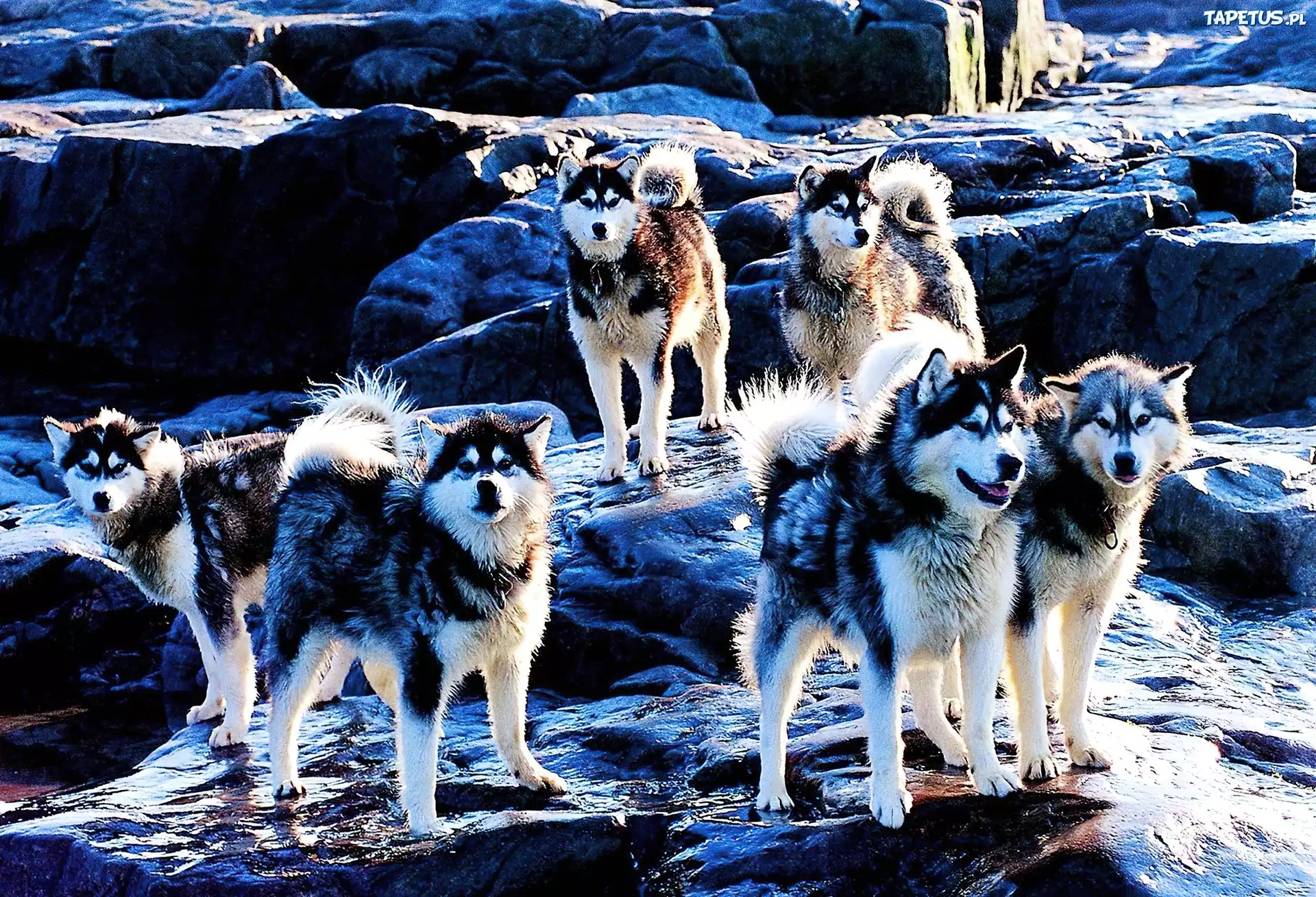 Pieski, Siberian Husky, Skały