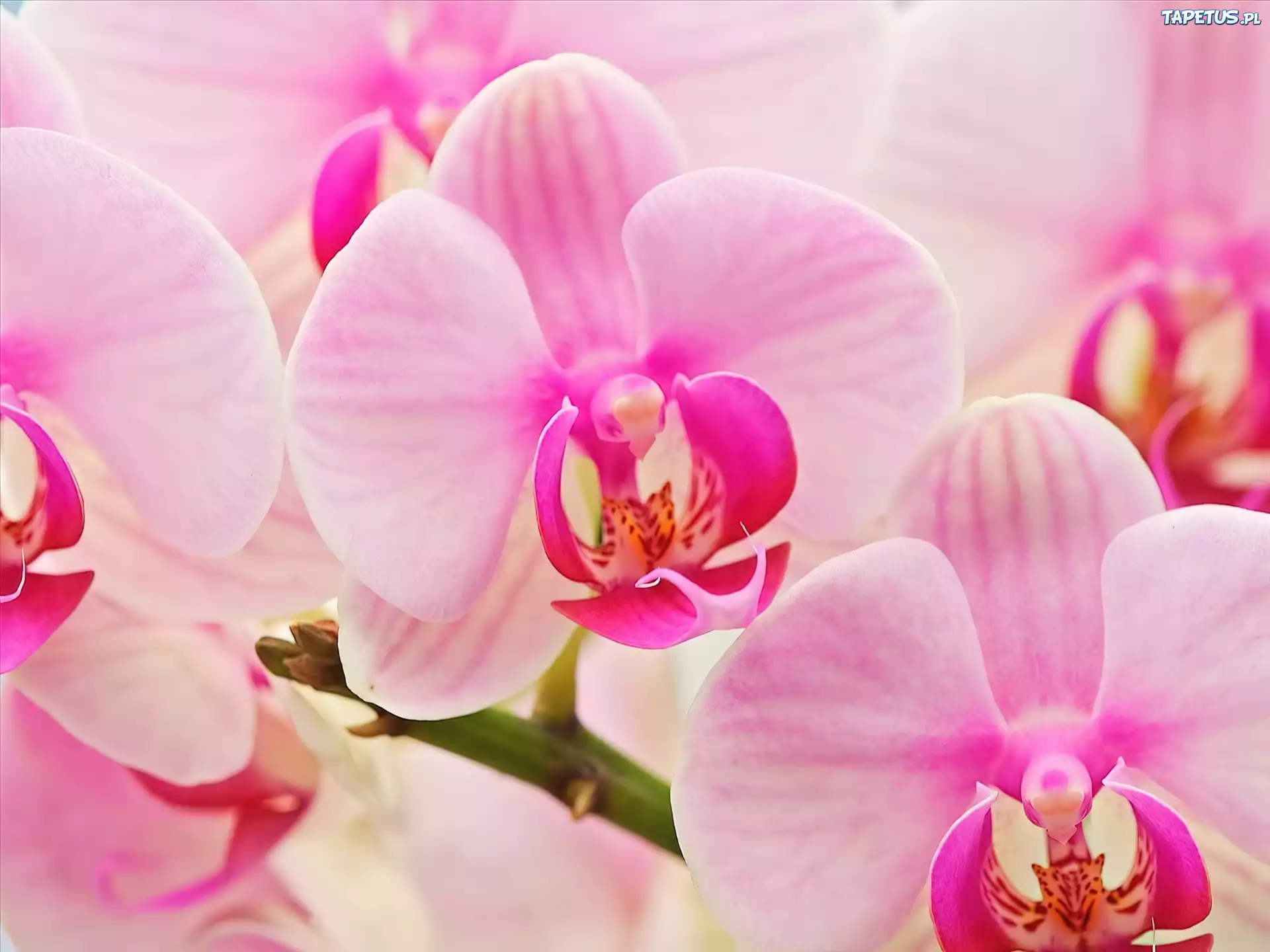 Różowe, Orchidee