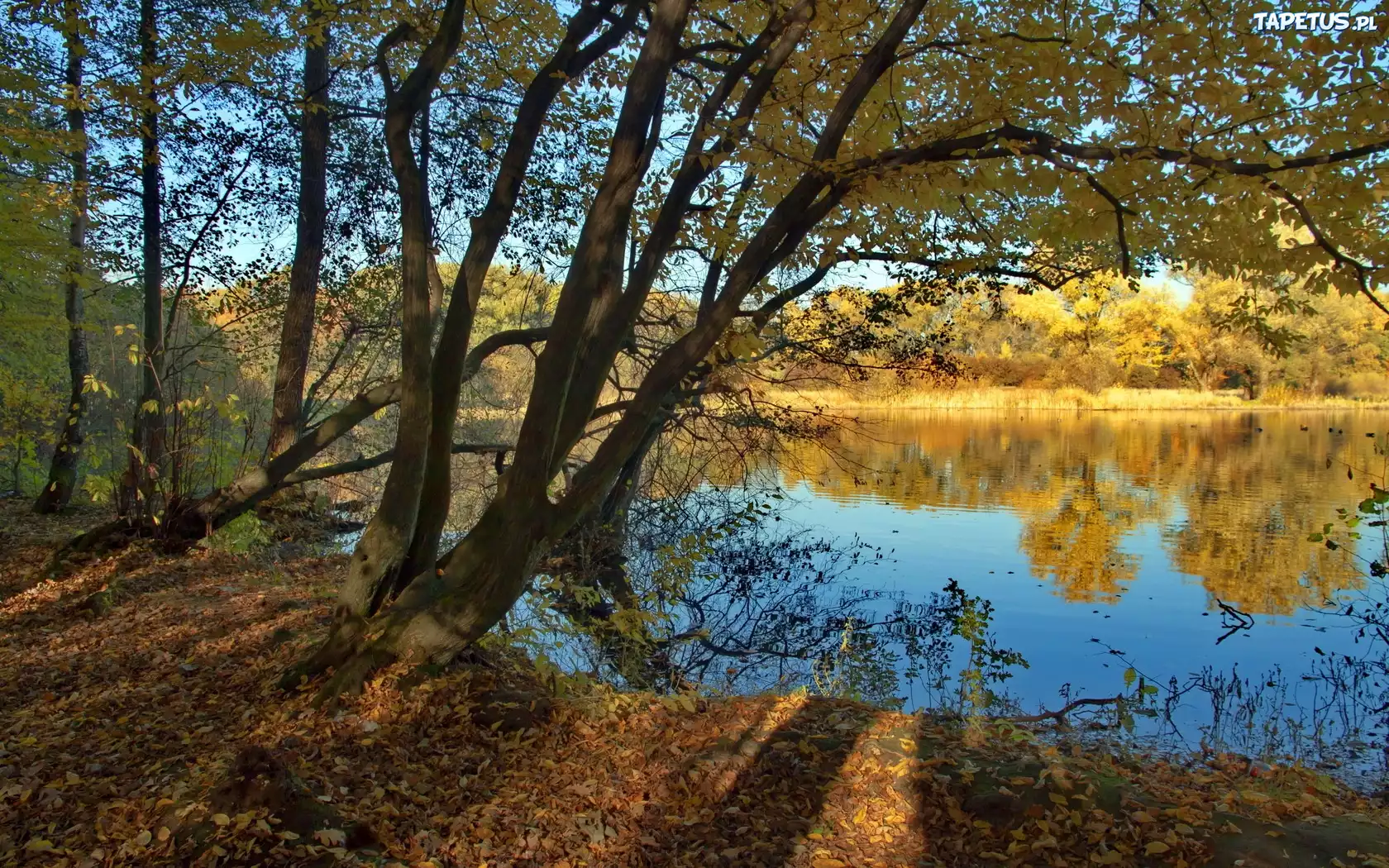Jezioro, Drzewa, Jesień