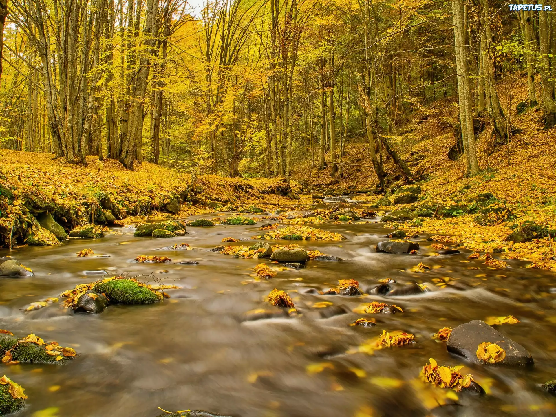 Piękny, Las, Jesienią, Potok