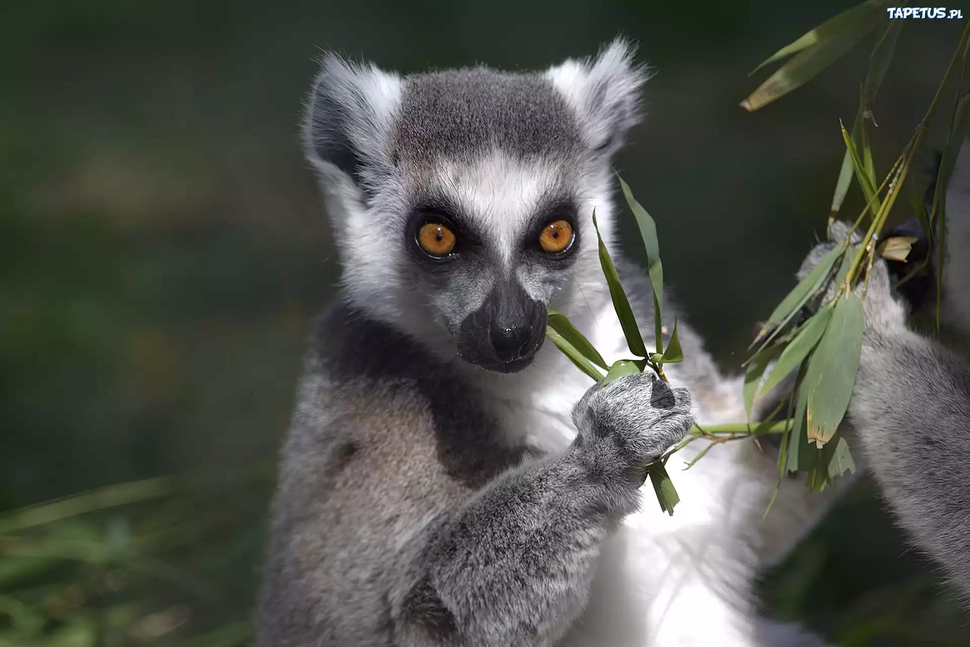 Lemur, Liśtki