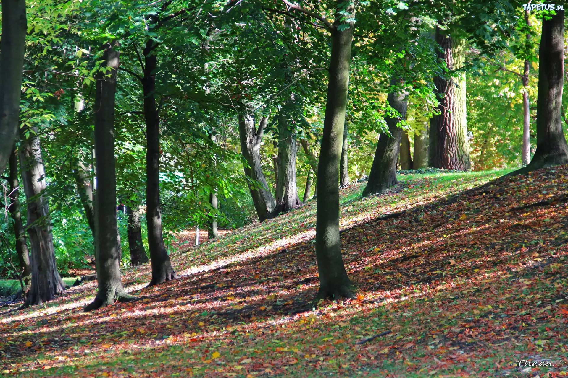 Park, Jesień, Drzewa