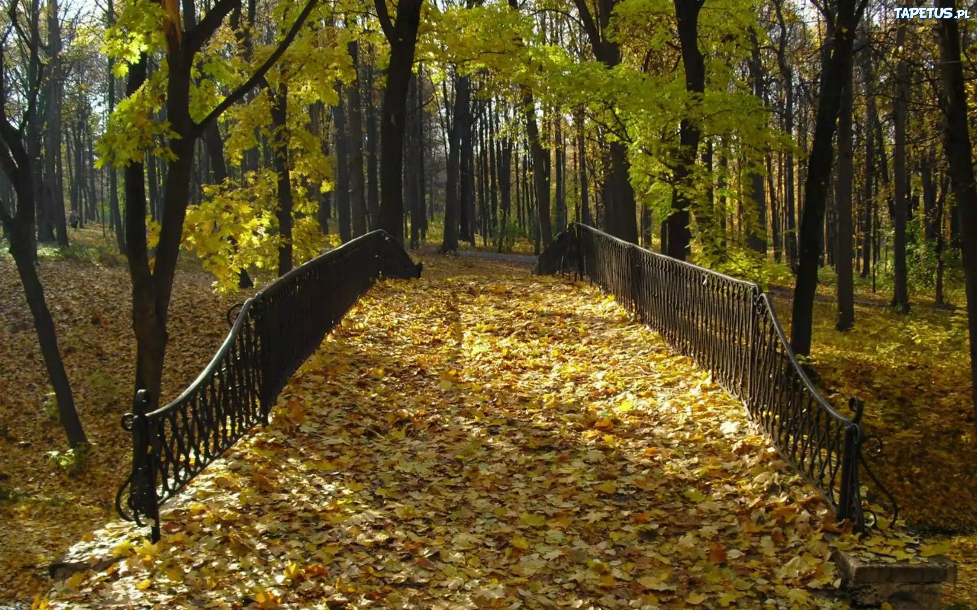 Park, Jesień, Mostek, Liście