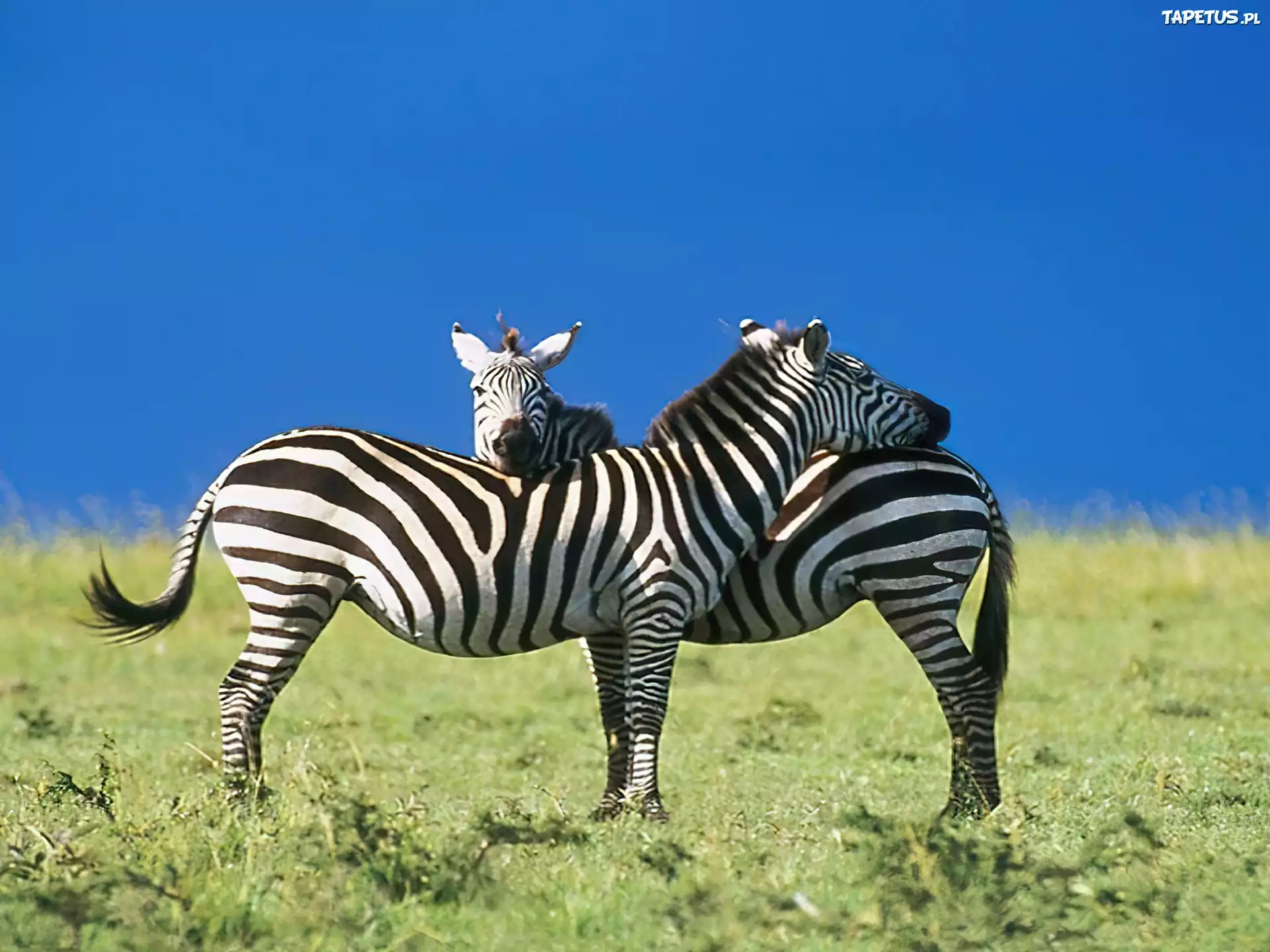 Zebry