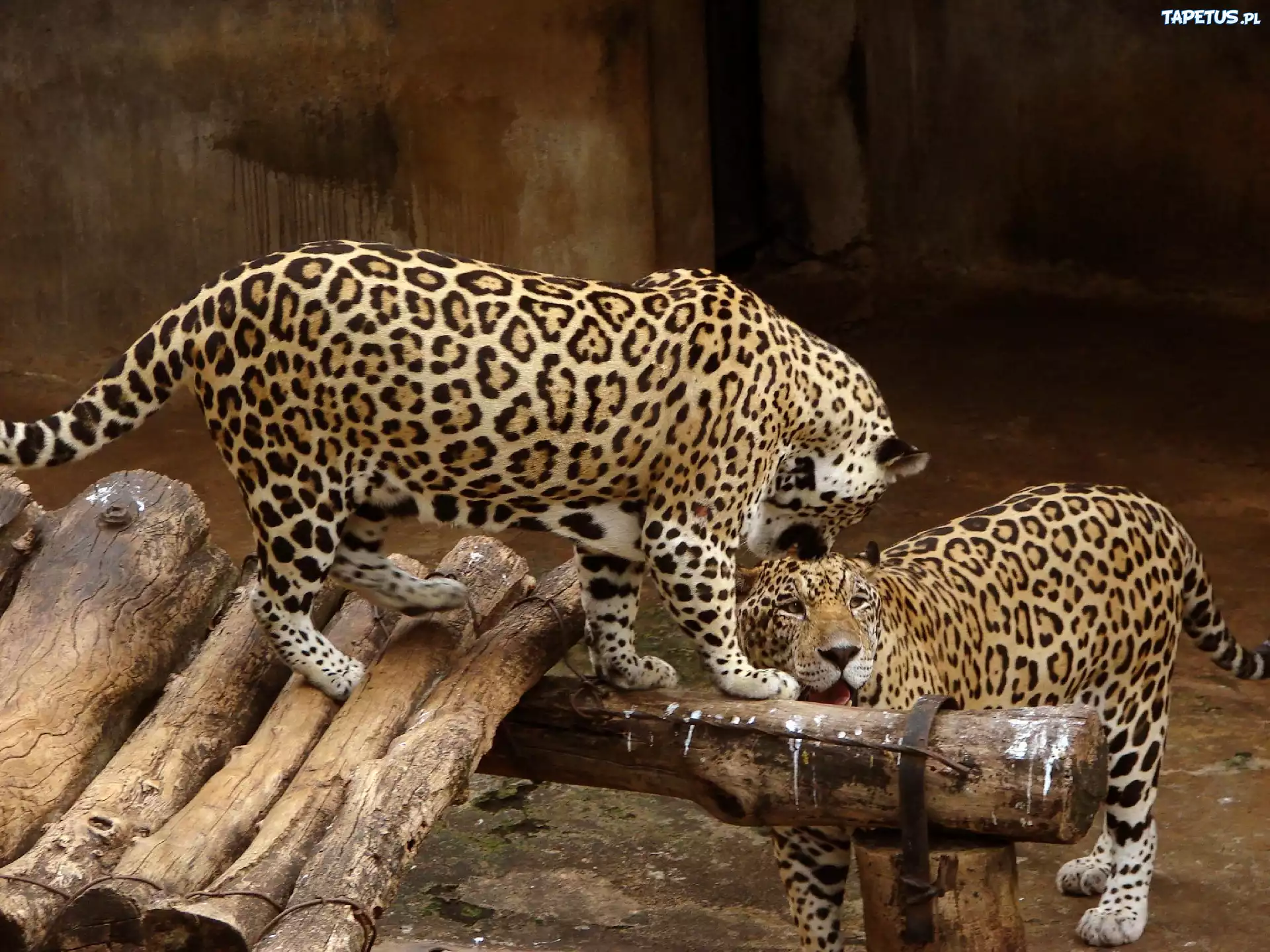 Jaguary, Para, ZOO
