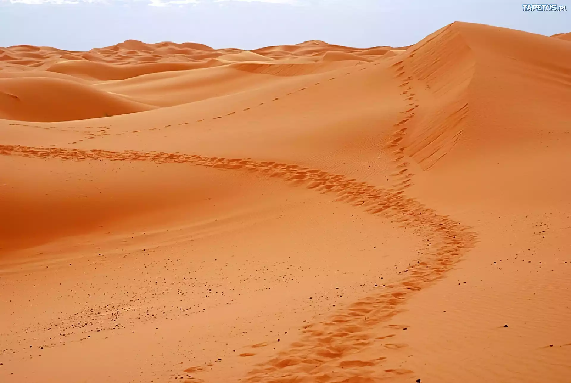 Pustynia, Sahara