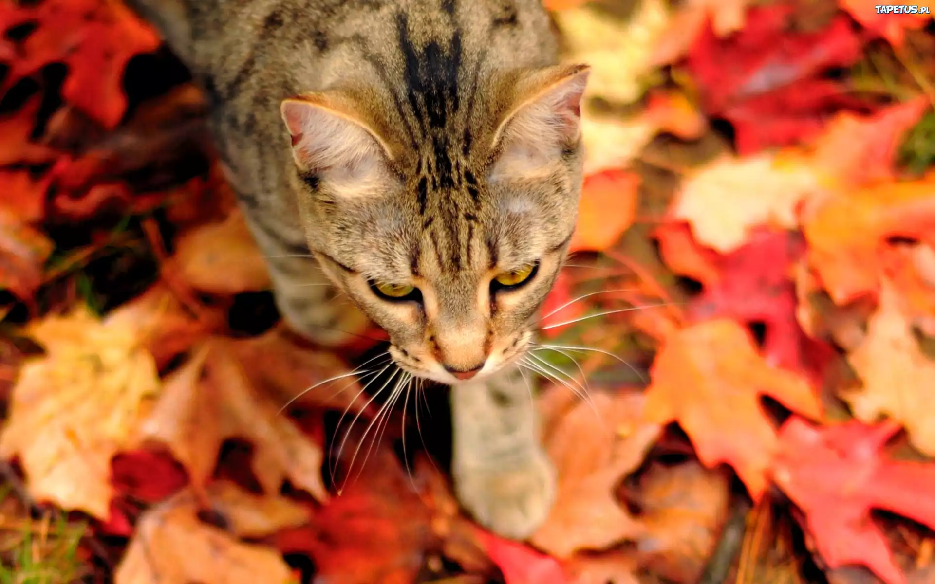 черный кот осень природа листья загрузить