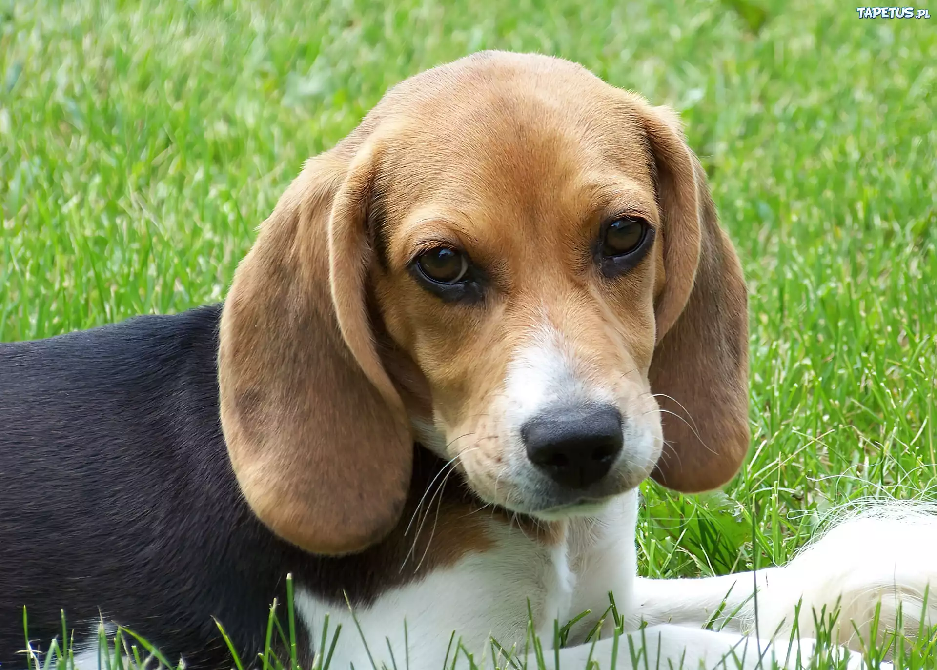 Beagle, Trawa