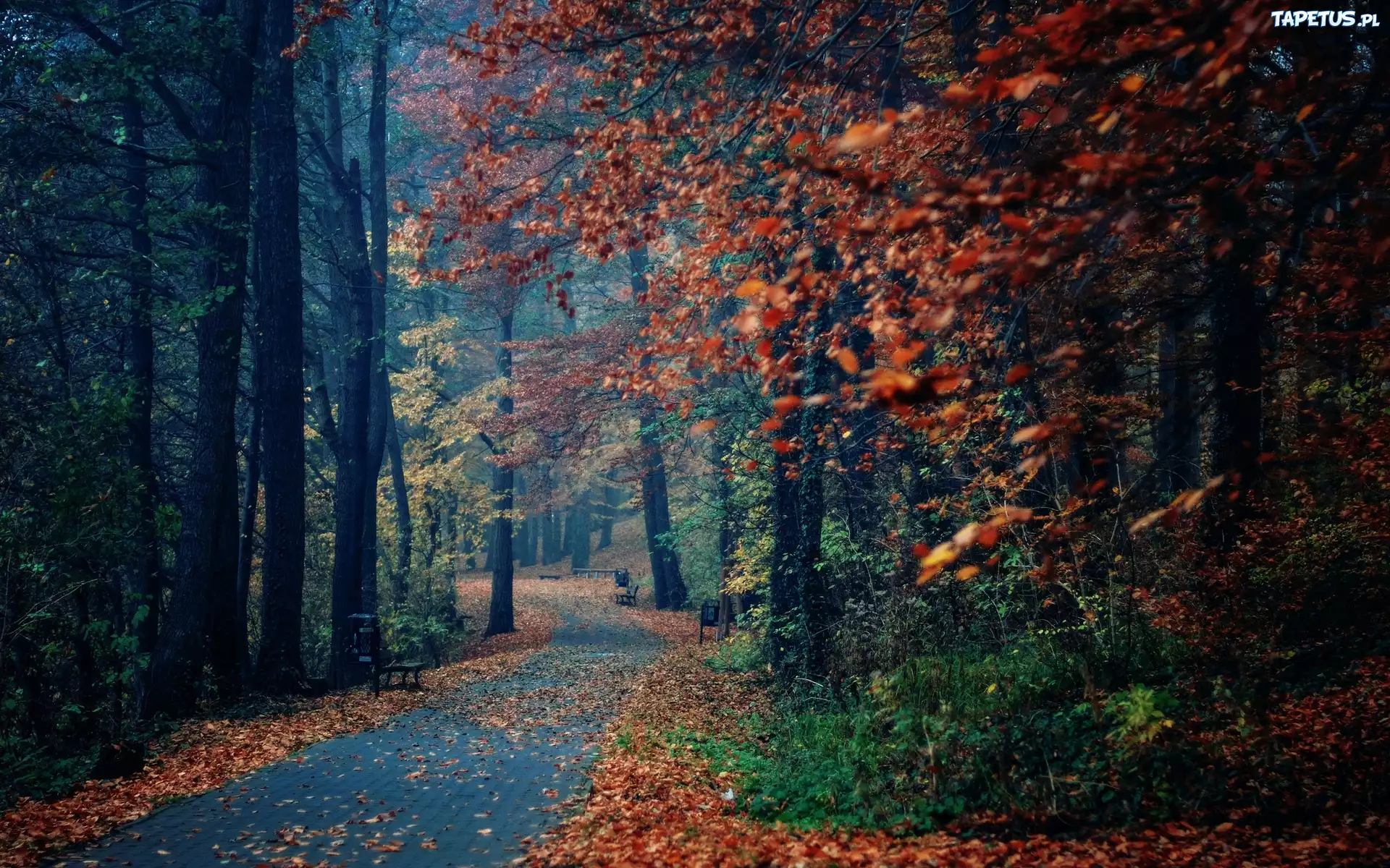 Park, Drzewa, Liście, Ławki, Jesień