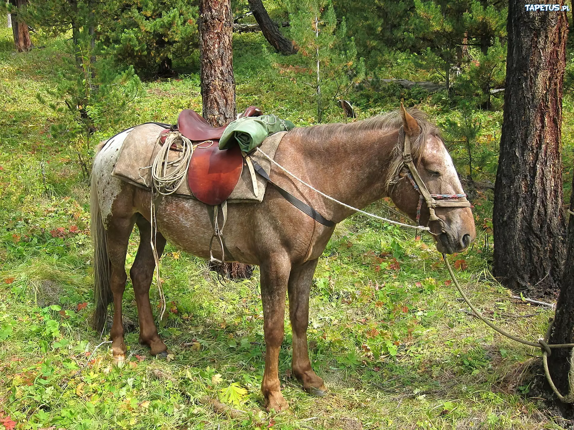 Konik