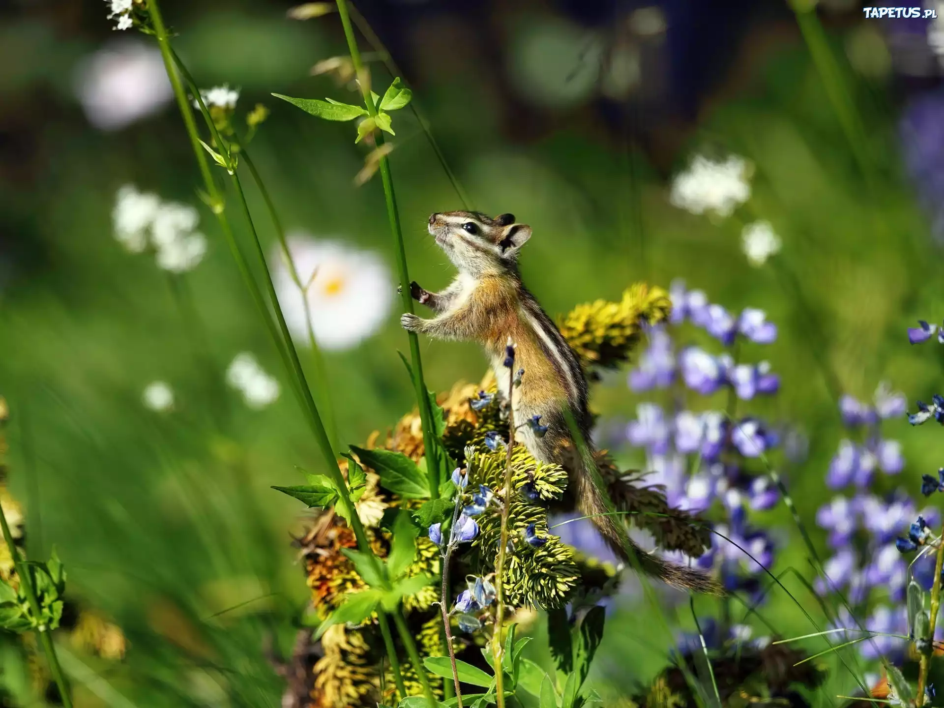 Chipmunk, Roślinka