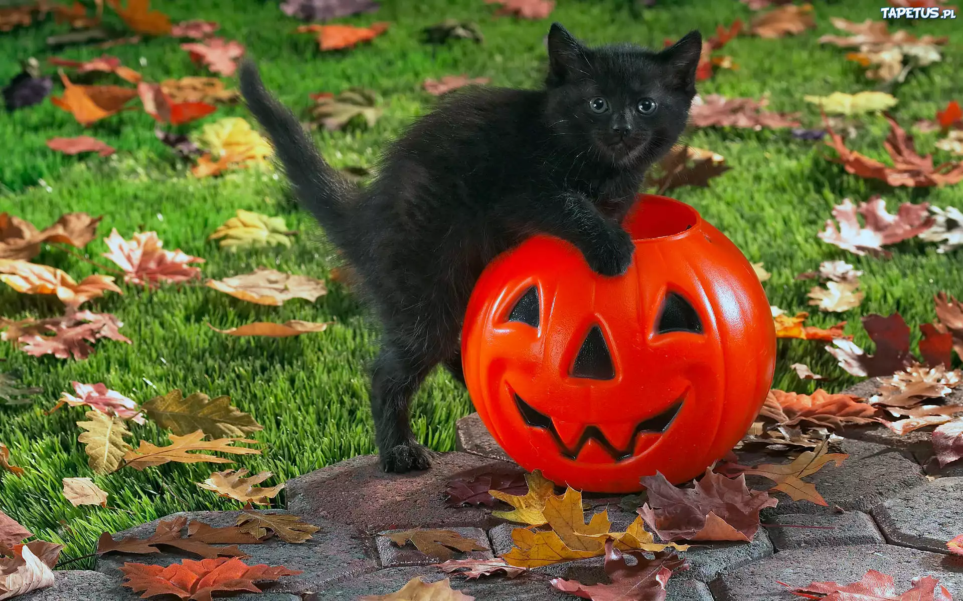 Halloween, Czarny, Kotek, Dynia