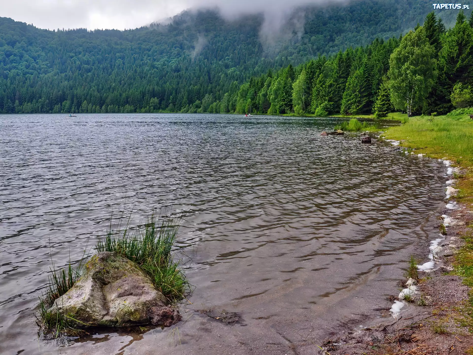 Jezioro, Brzeg, Las, Mgła