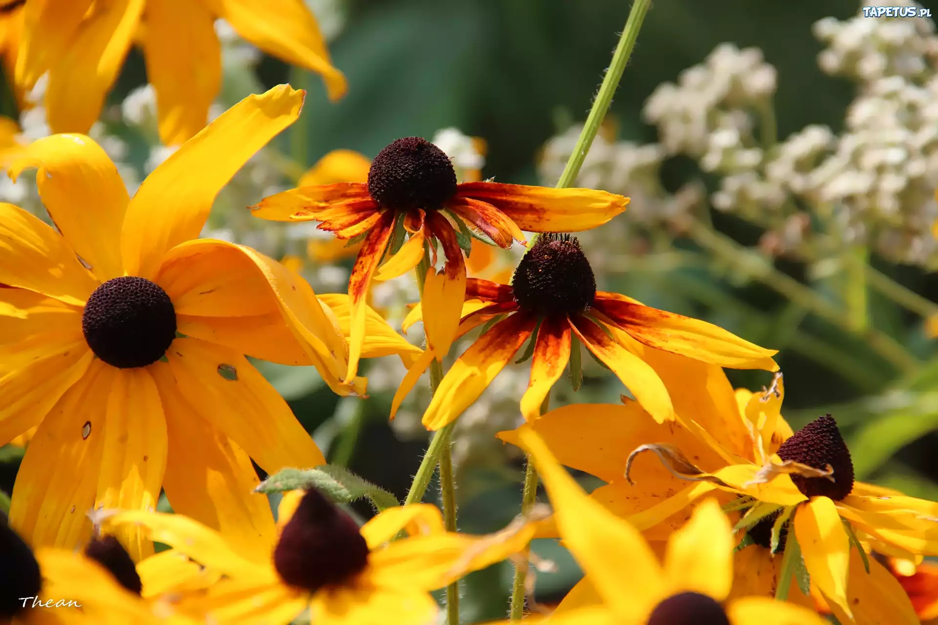 Żółte, Kwiaty, Rudbekia