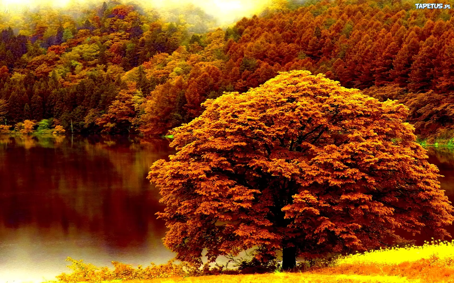 Kolorowe, Drzewa, Jezioro, Jesień