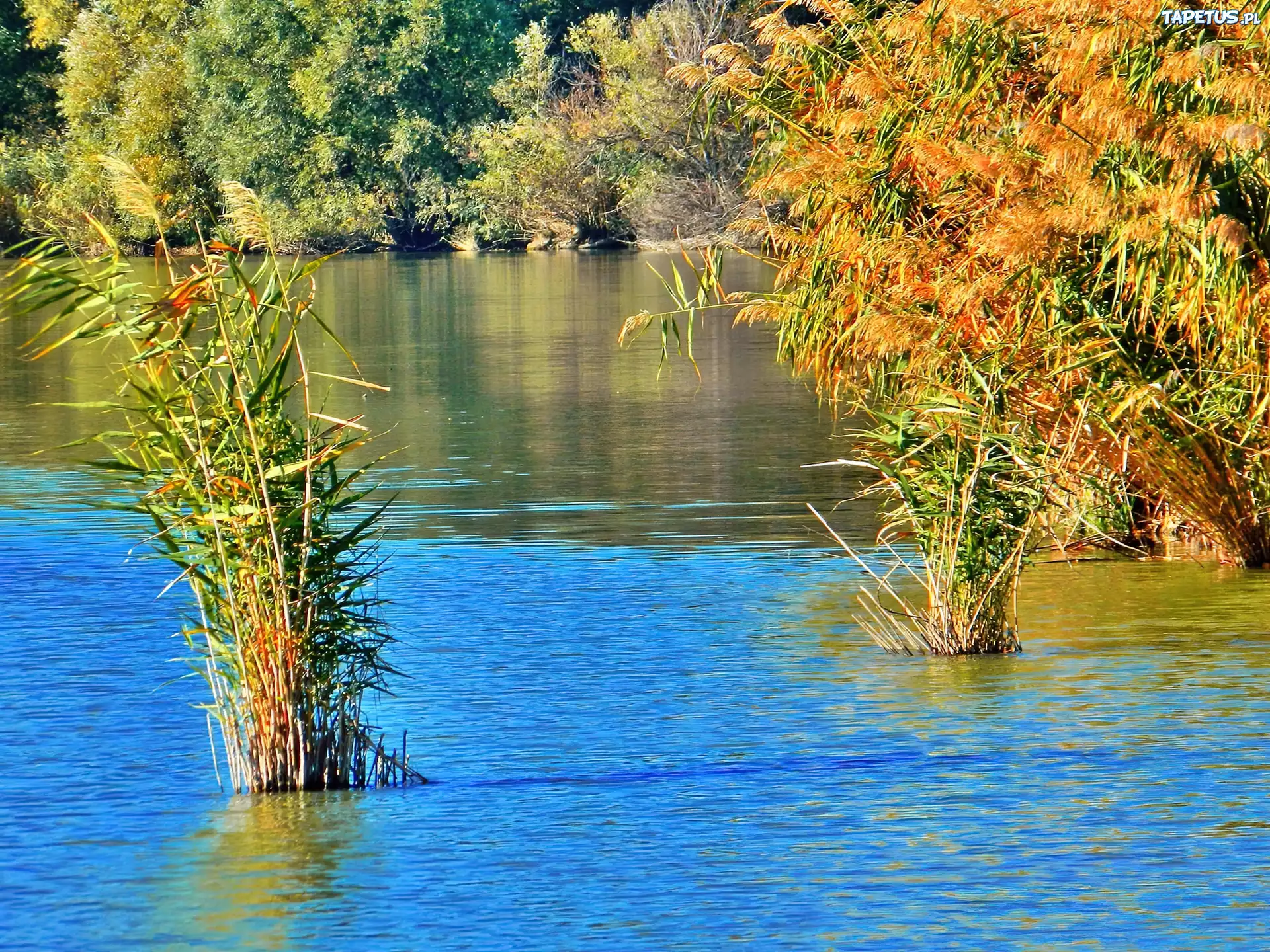 Jesień, Jezioro, Szuwary