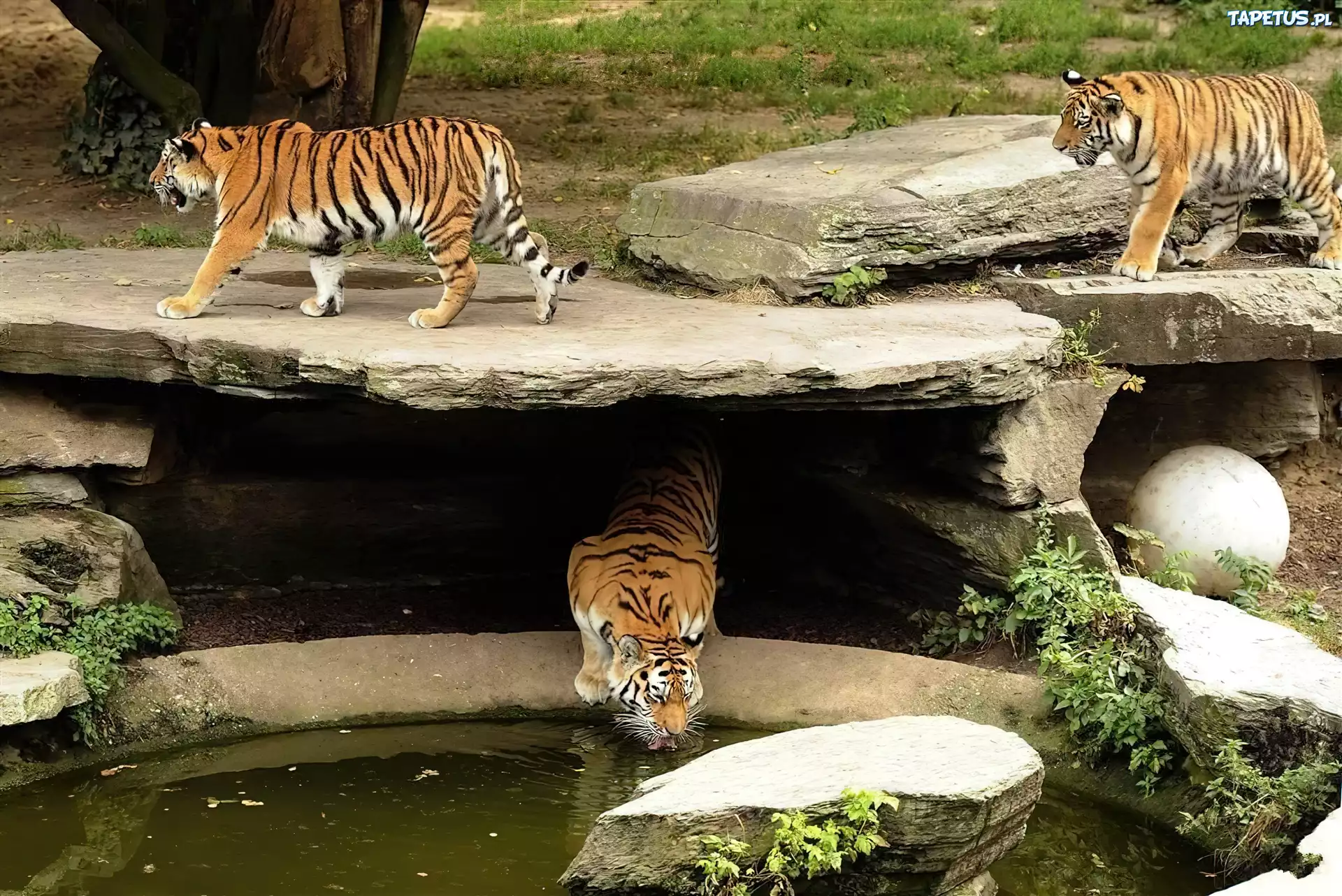 Tygrysy, ZOO, Wodopój