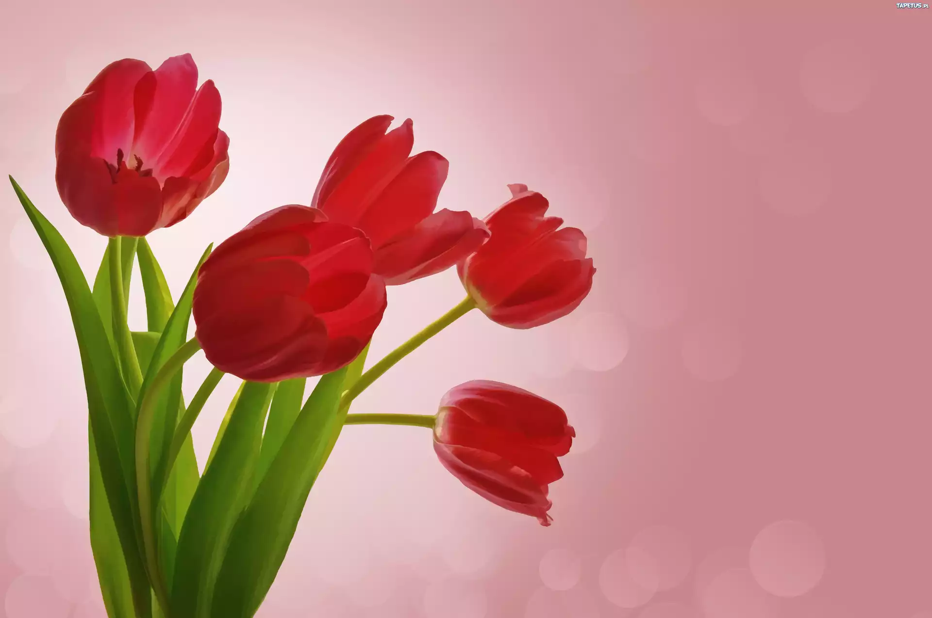 Kwiaty, Tulipany