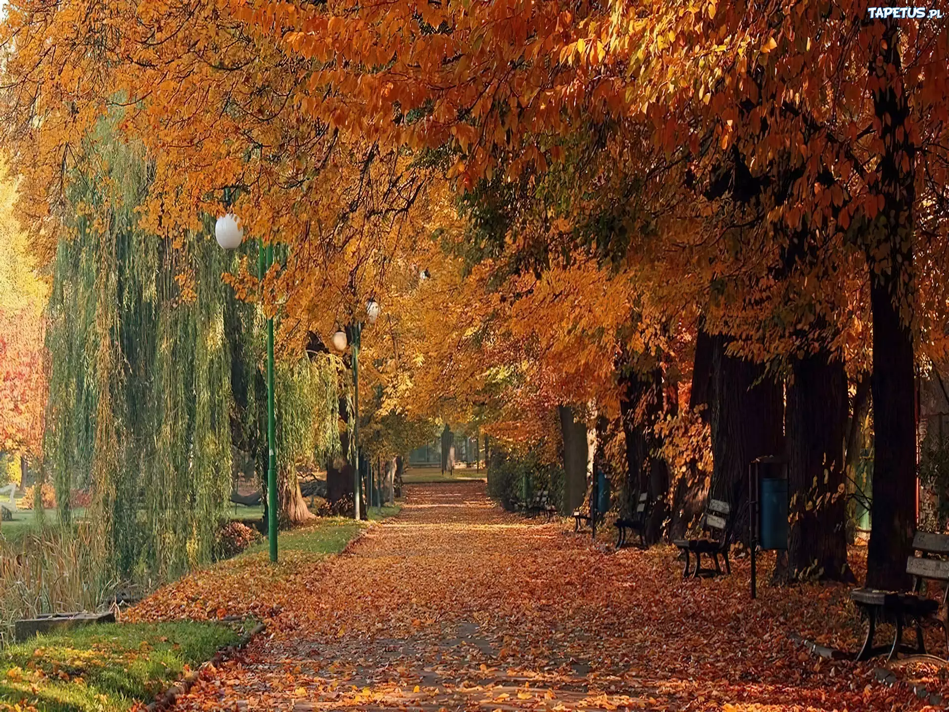 Jesień, Park, Aleja, Ławki