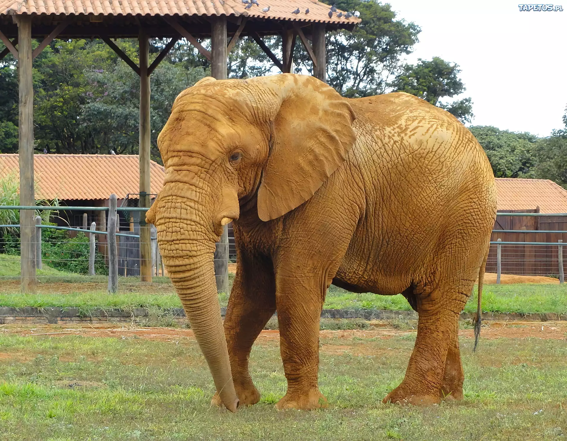 Słoń, ZOO
