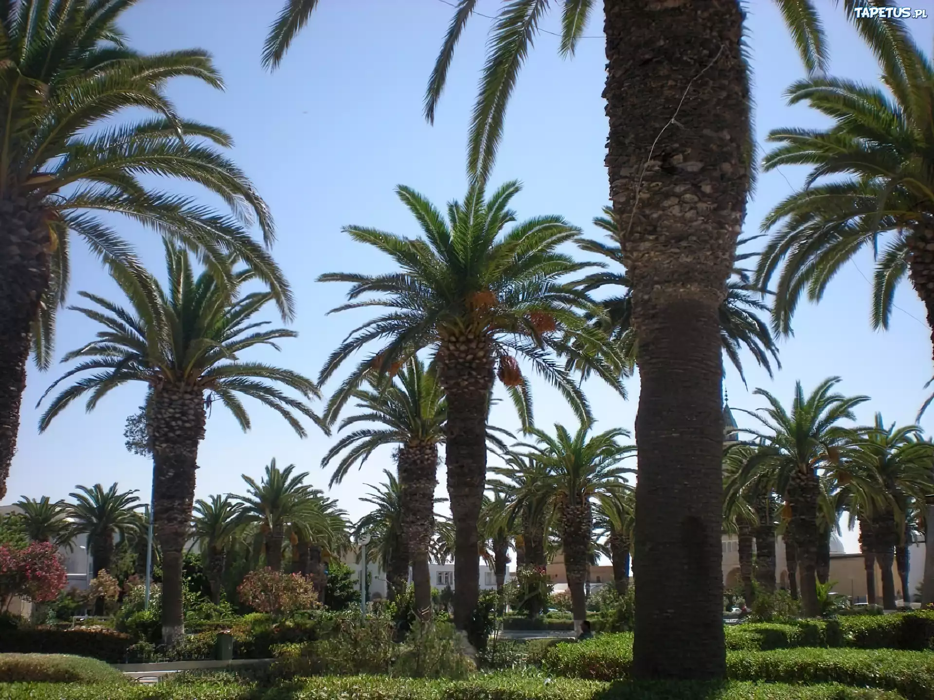 Lato, Palmy