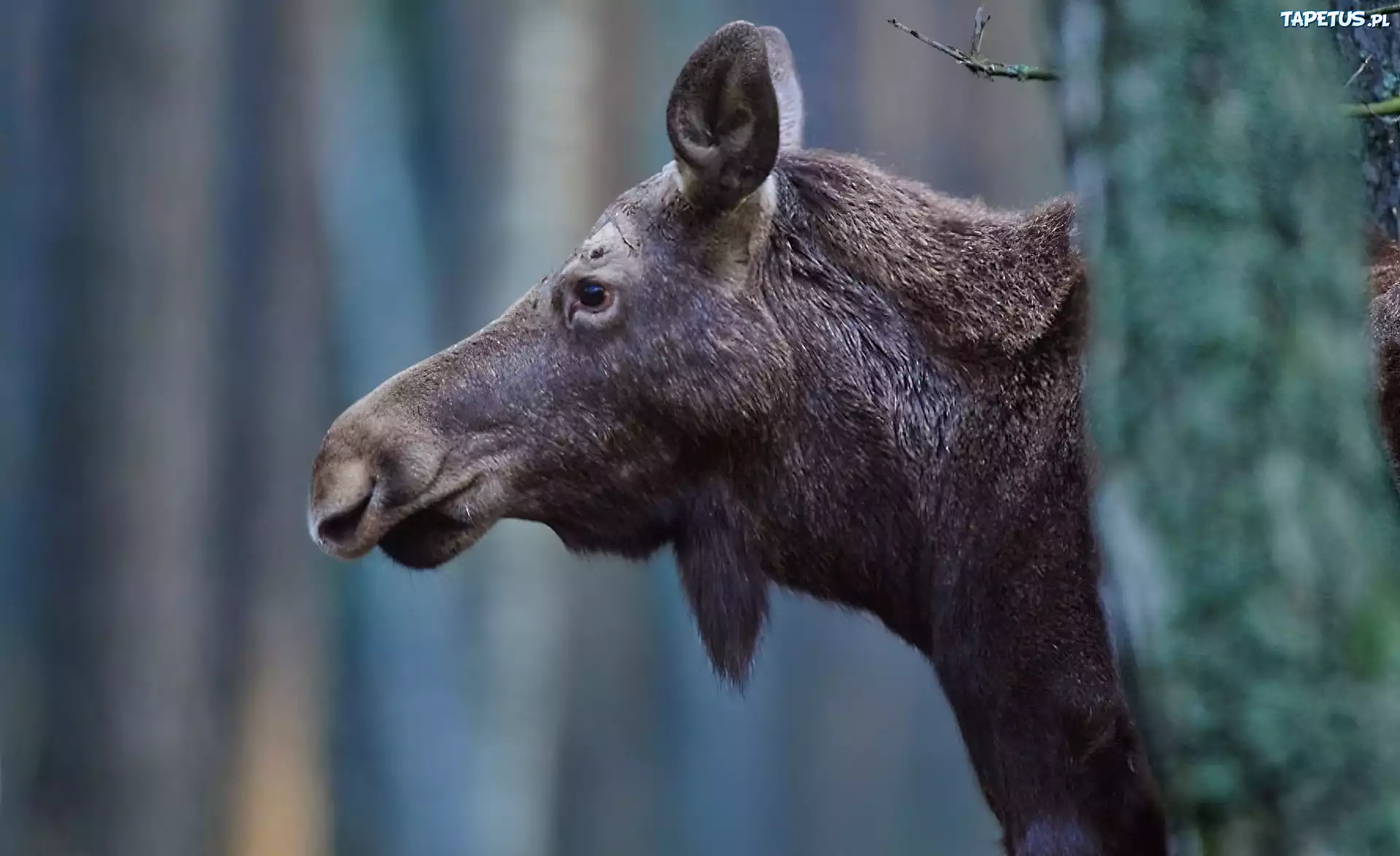 Łoś, Głowa, Drzewa