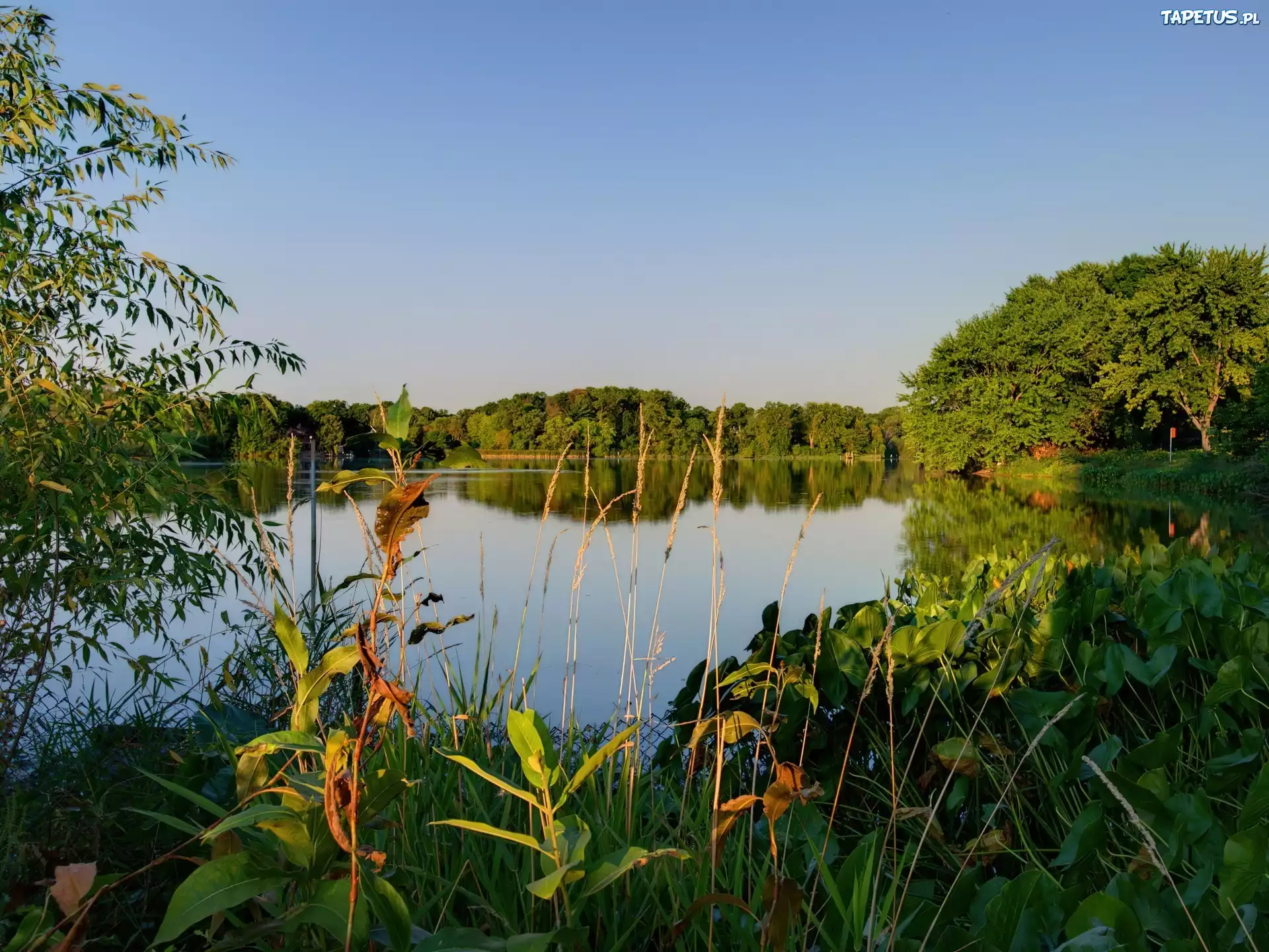 Jezioro, Szuwary, Las