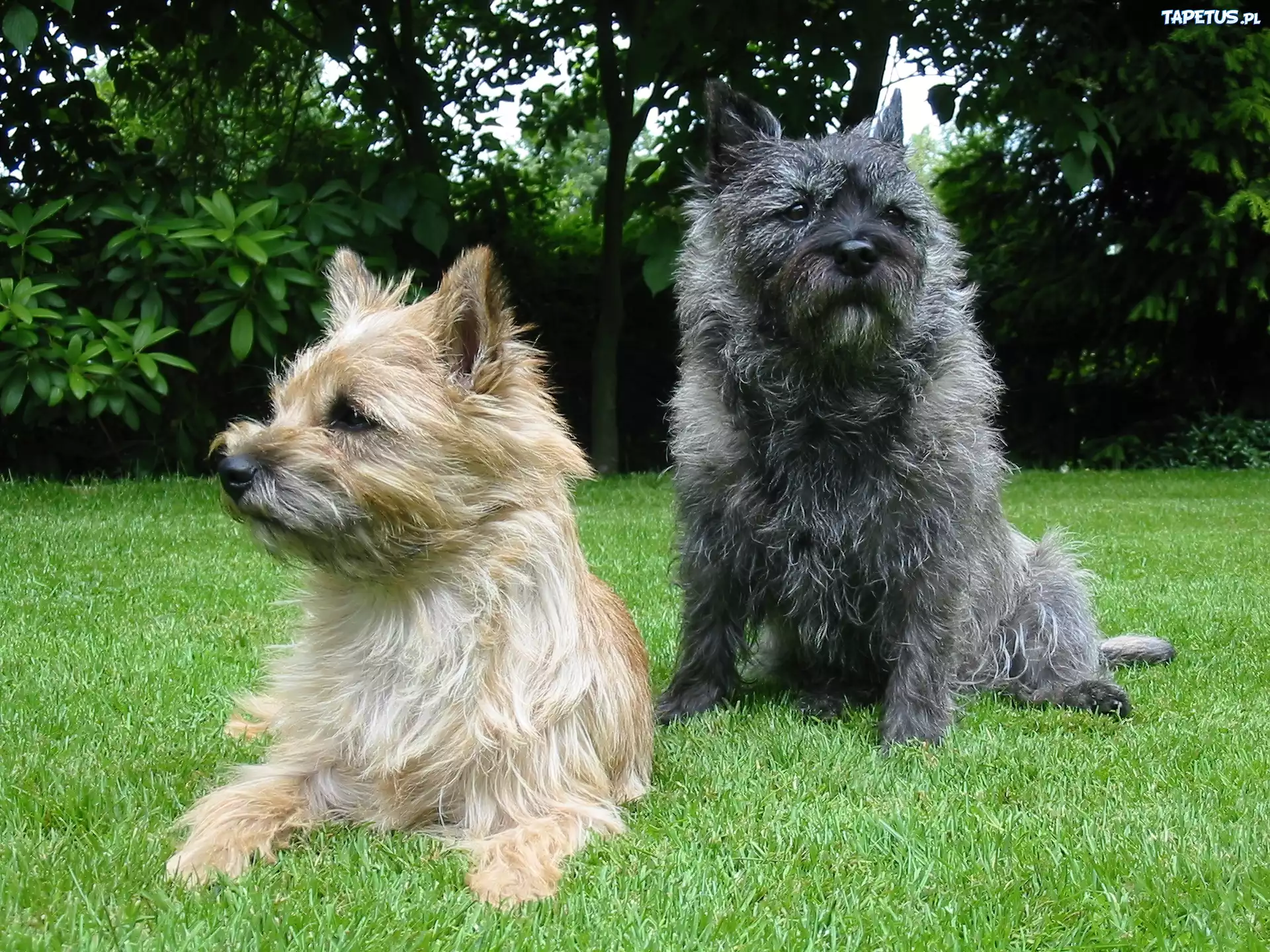 Cairn Terrier, zielona, trawa